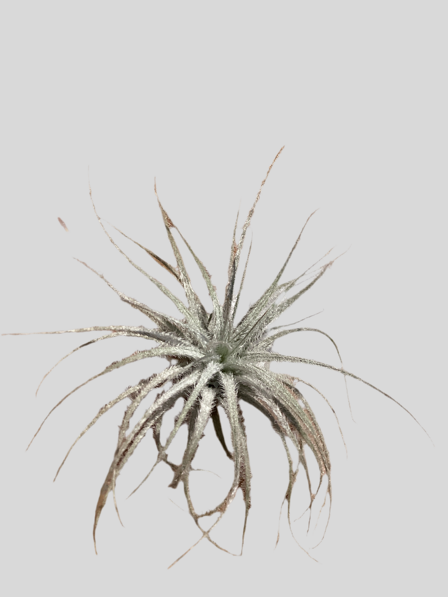 Tectorum XS