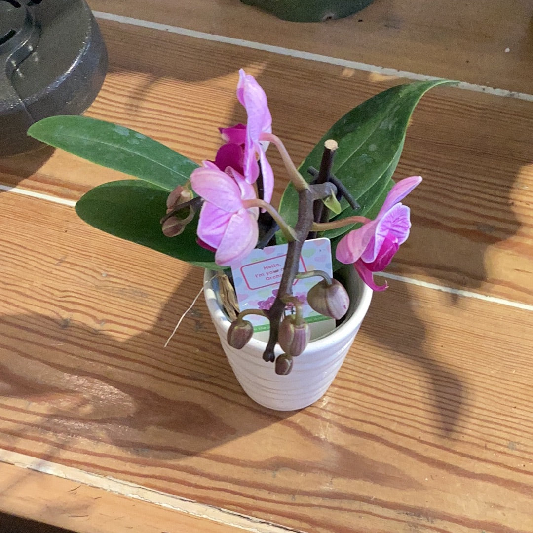 2” Orchid in a Ceramic Pot
