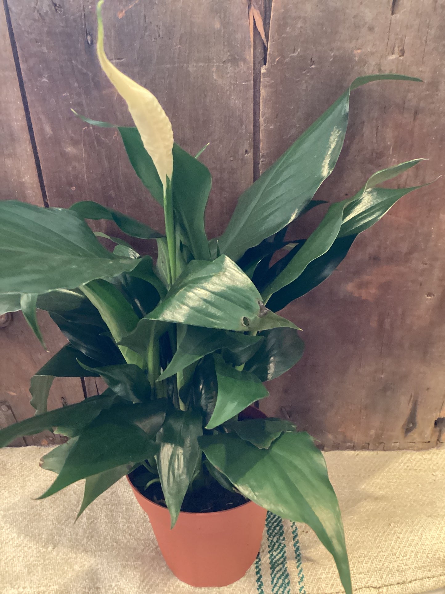 4” Spathiphyllum