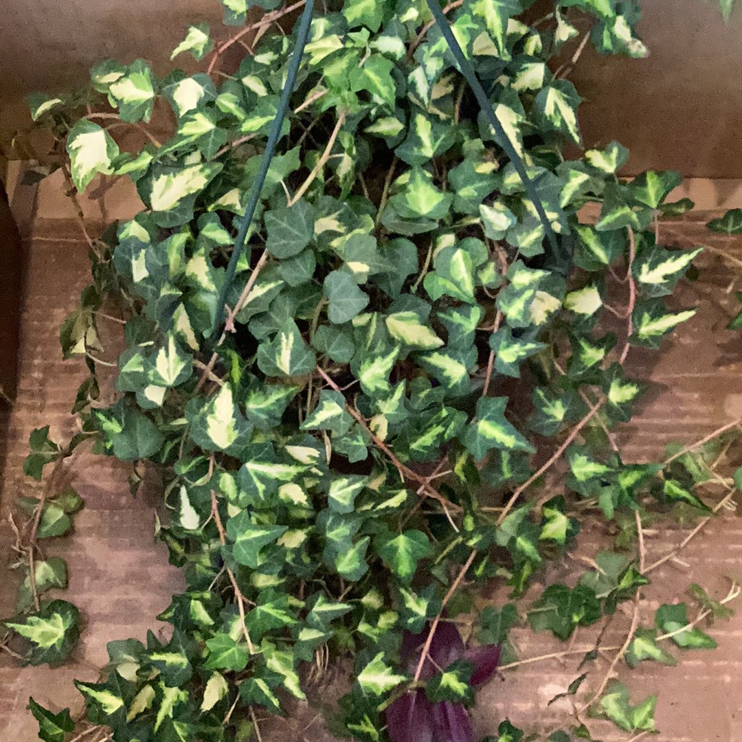 8” Variegated Ivy - HB