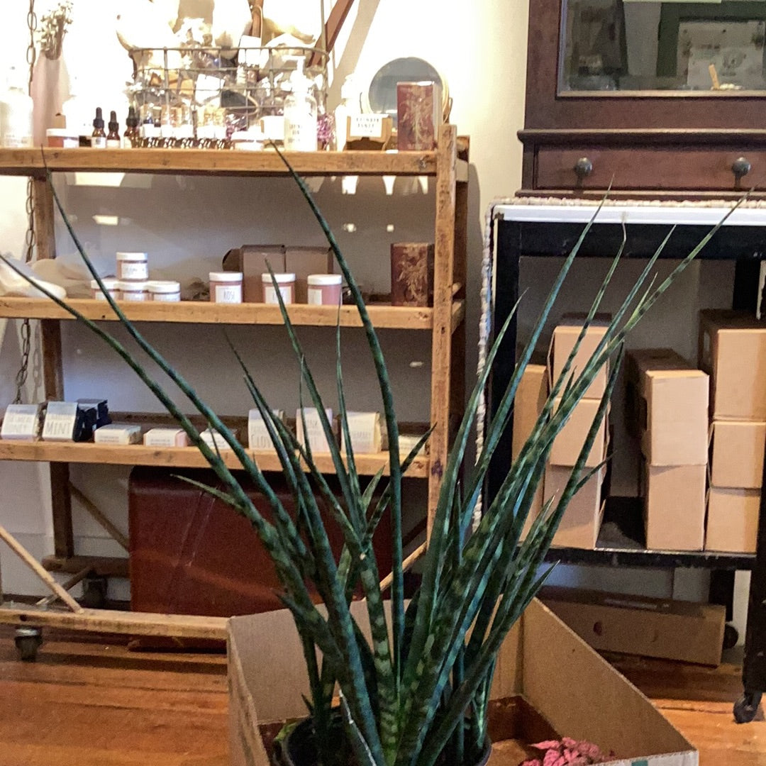 10” Sanseveria