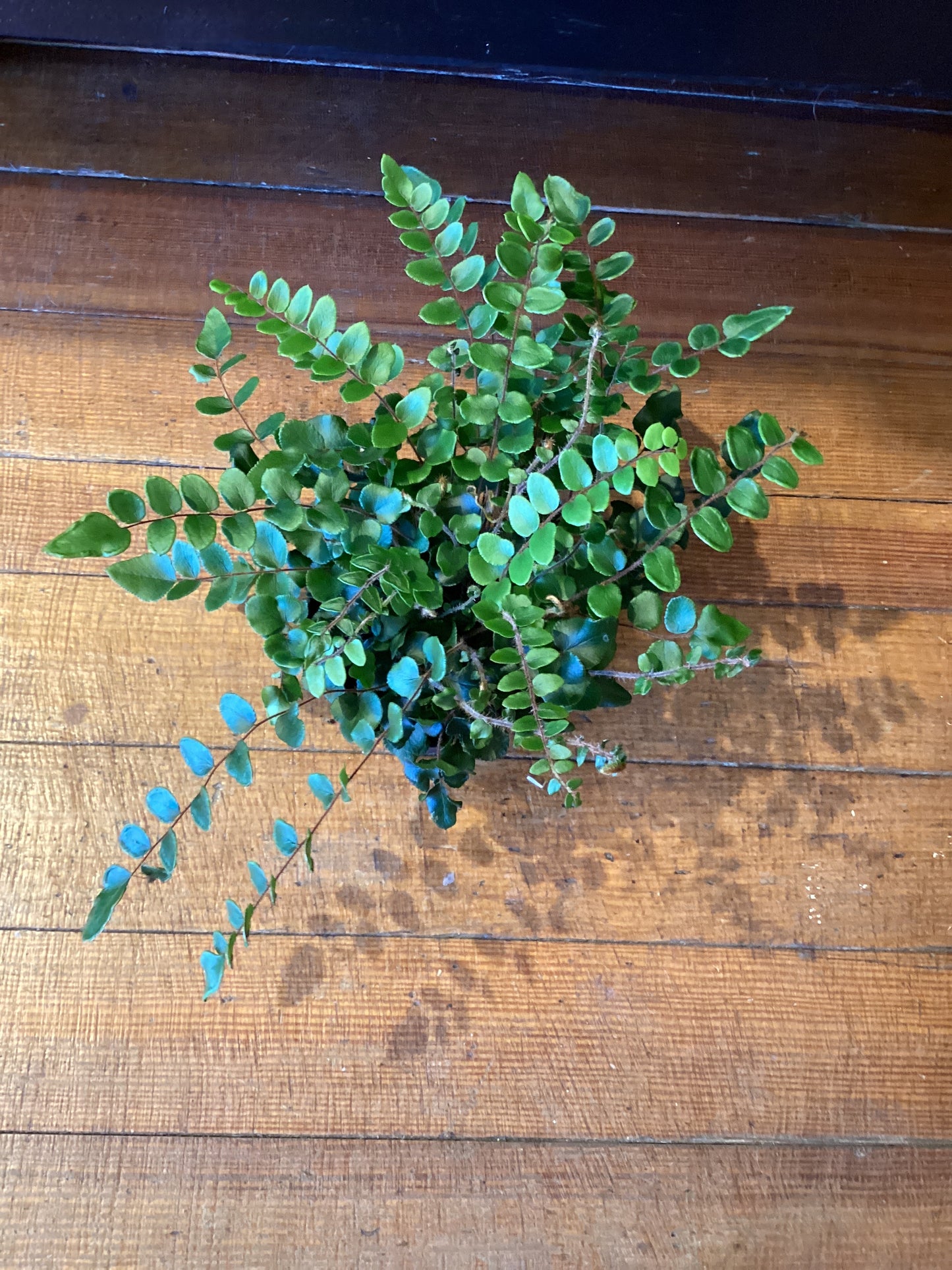 4” Button Fern