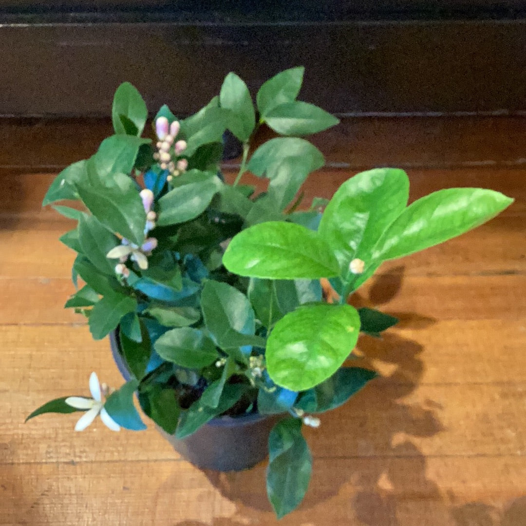 8” Lemon Bush