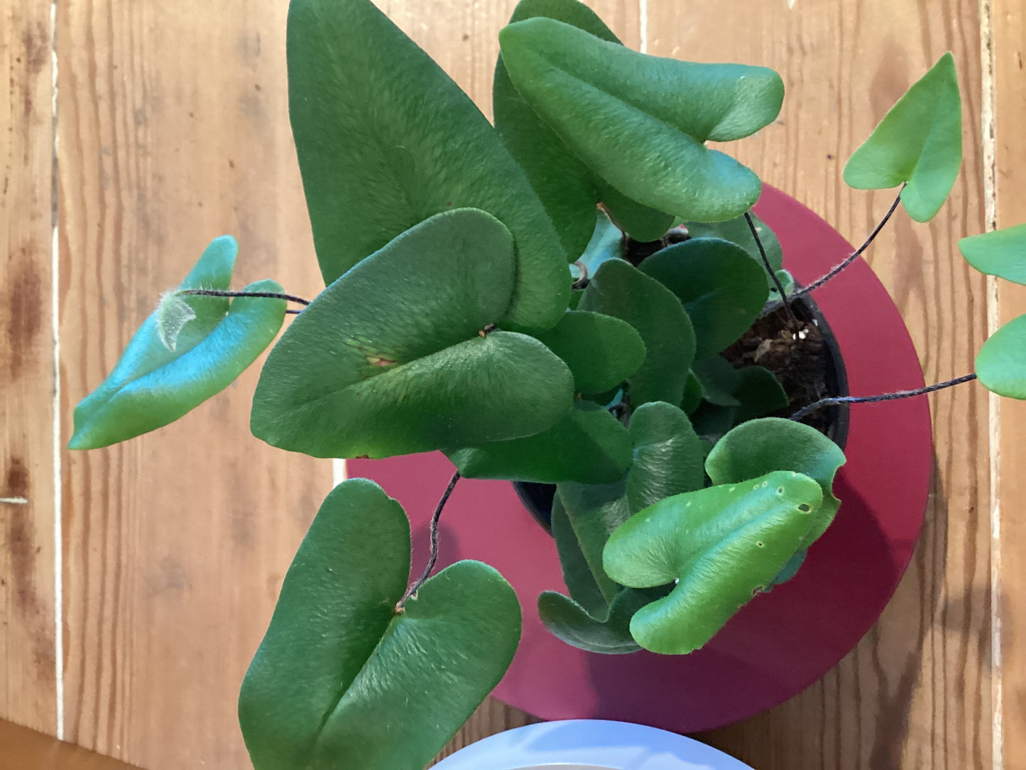 4" Heart Fern