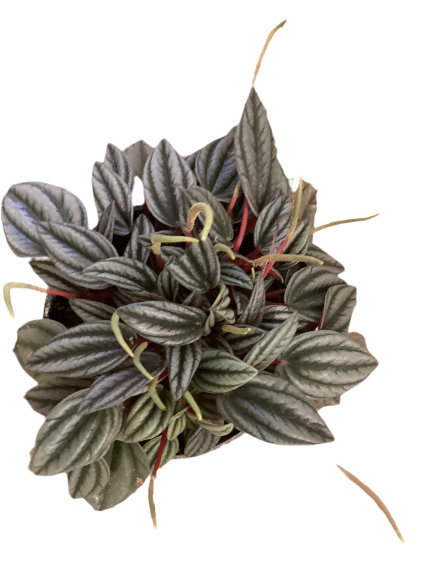 4" Peperomia Napoli