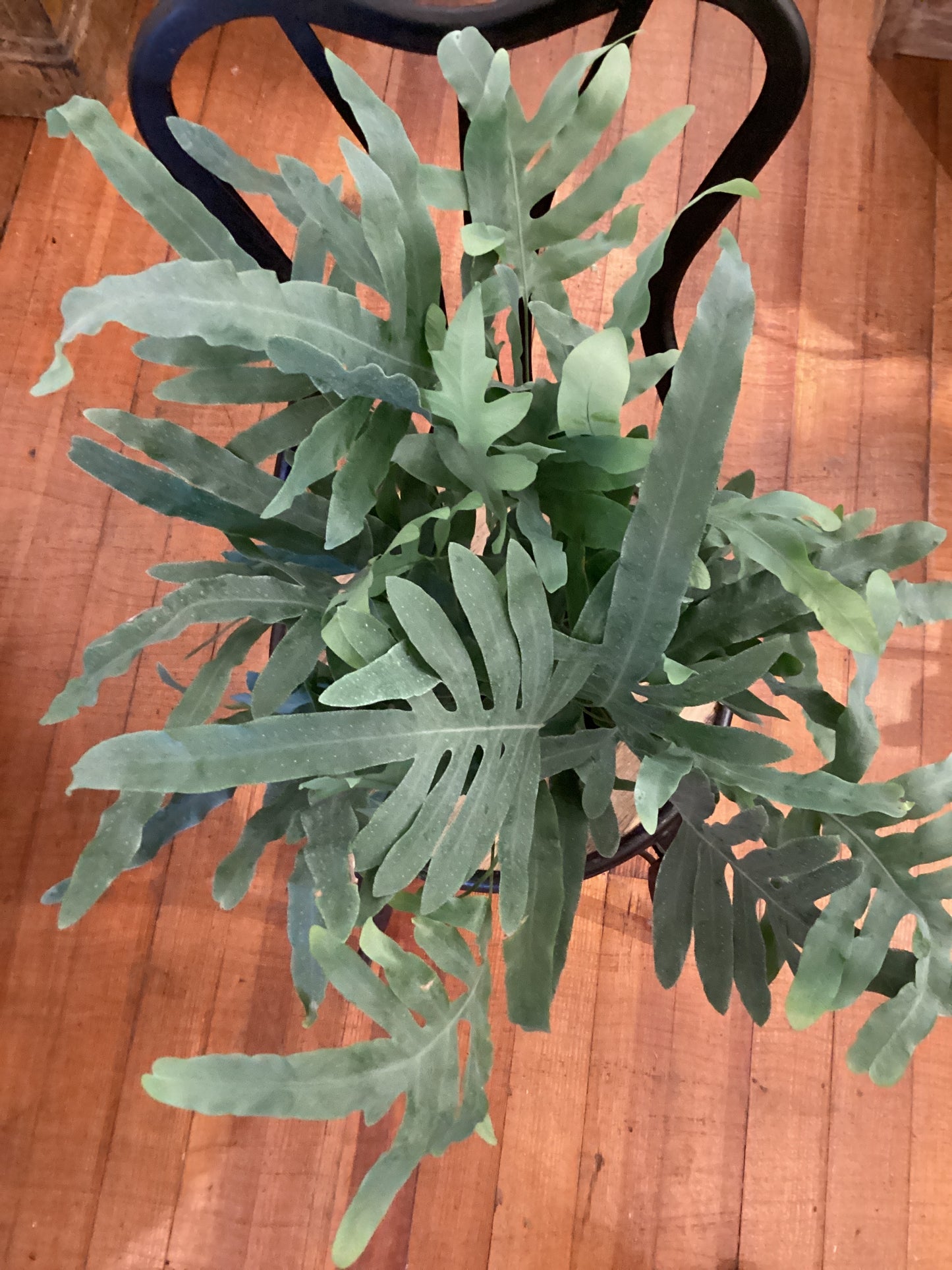 6” Blue Star Fern