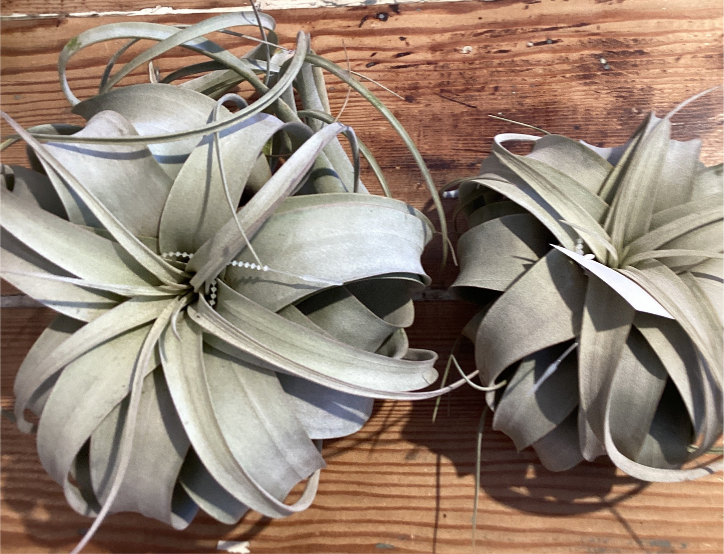 Xerographica