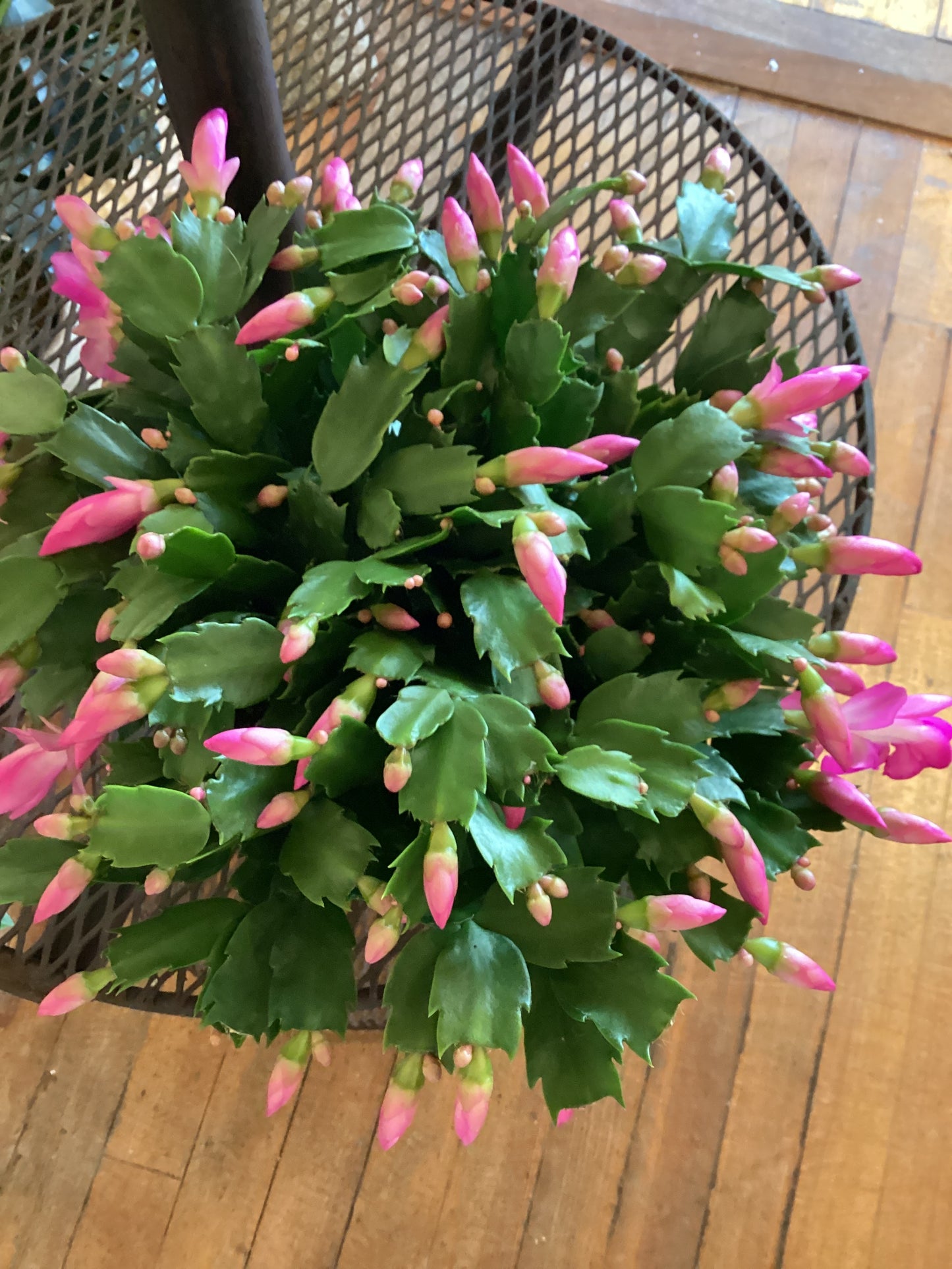 8” Christmas Cactus