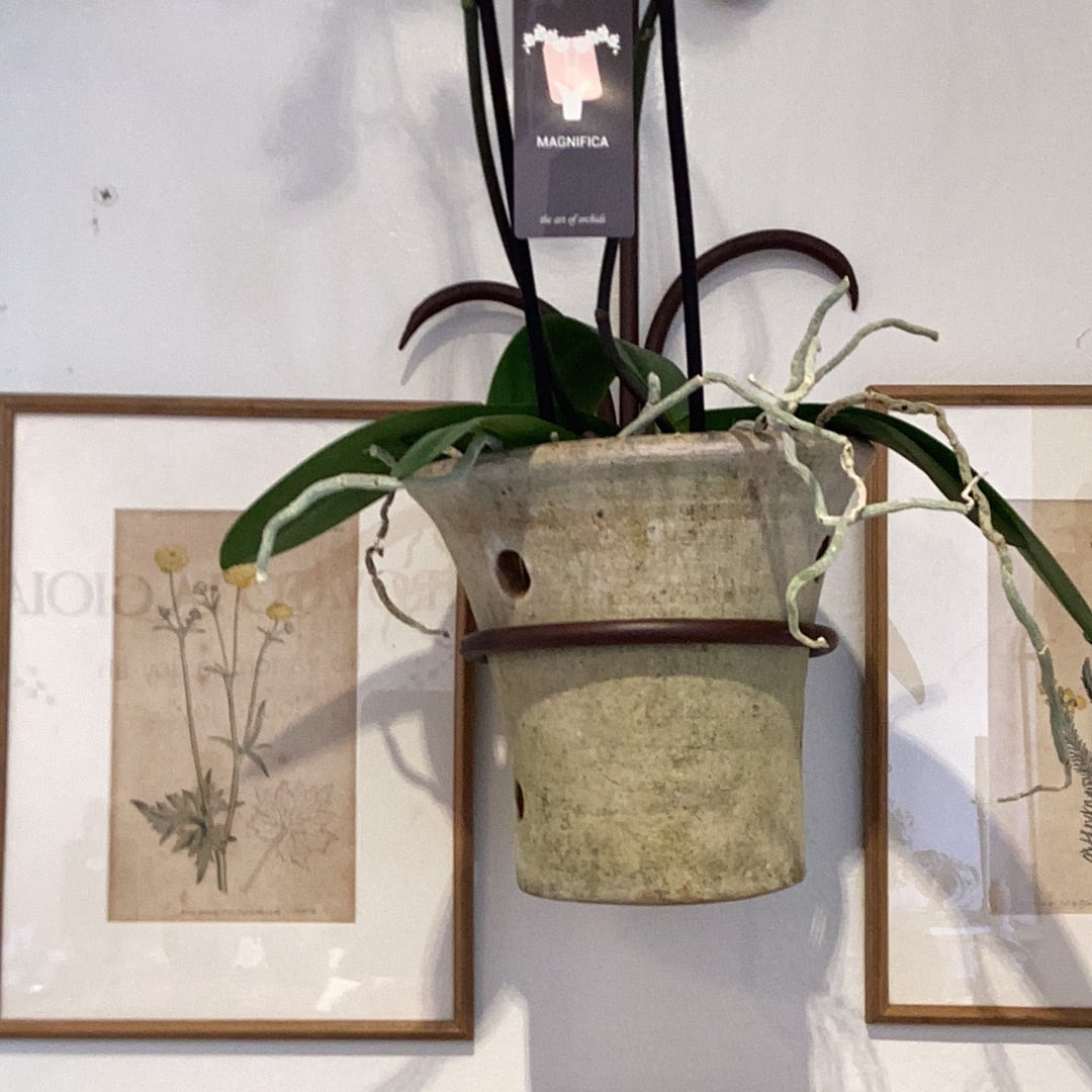 Orchid Terra Cotta Planter