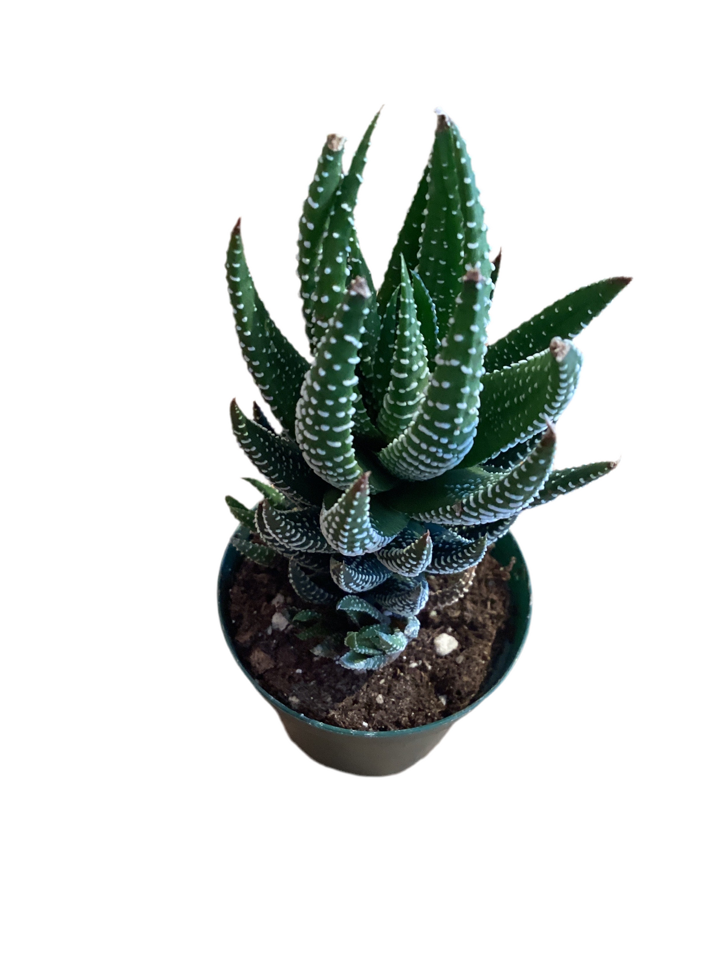 2” Haworthia