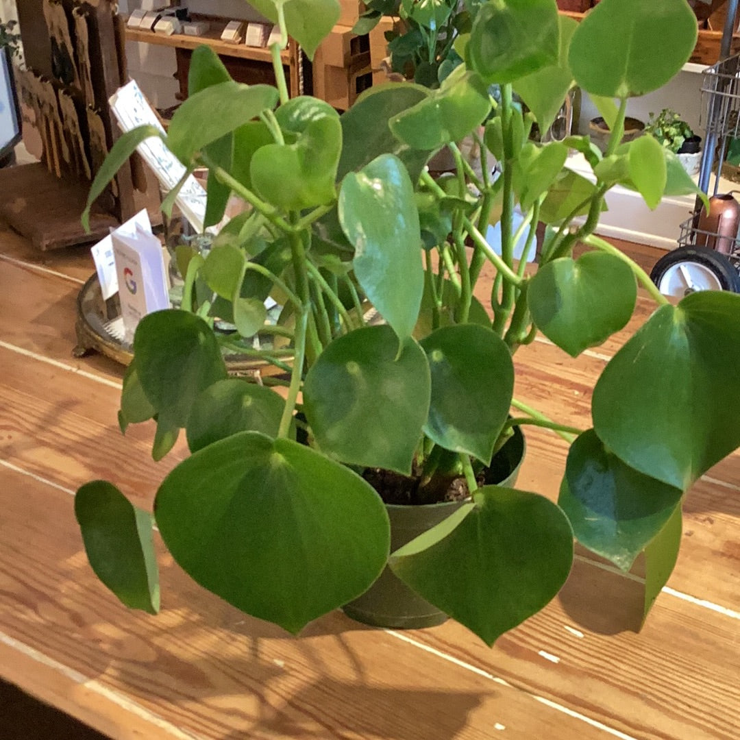 6” Peperomia Raindrop