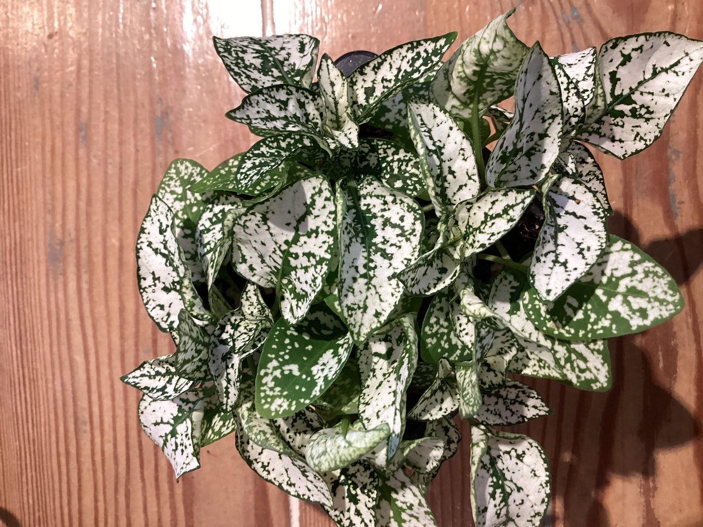 3” Polka Dot Plant