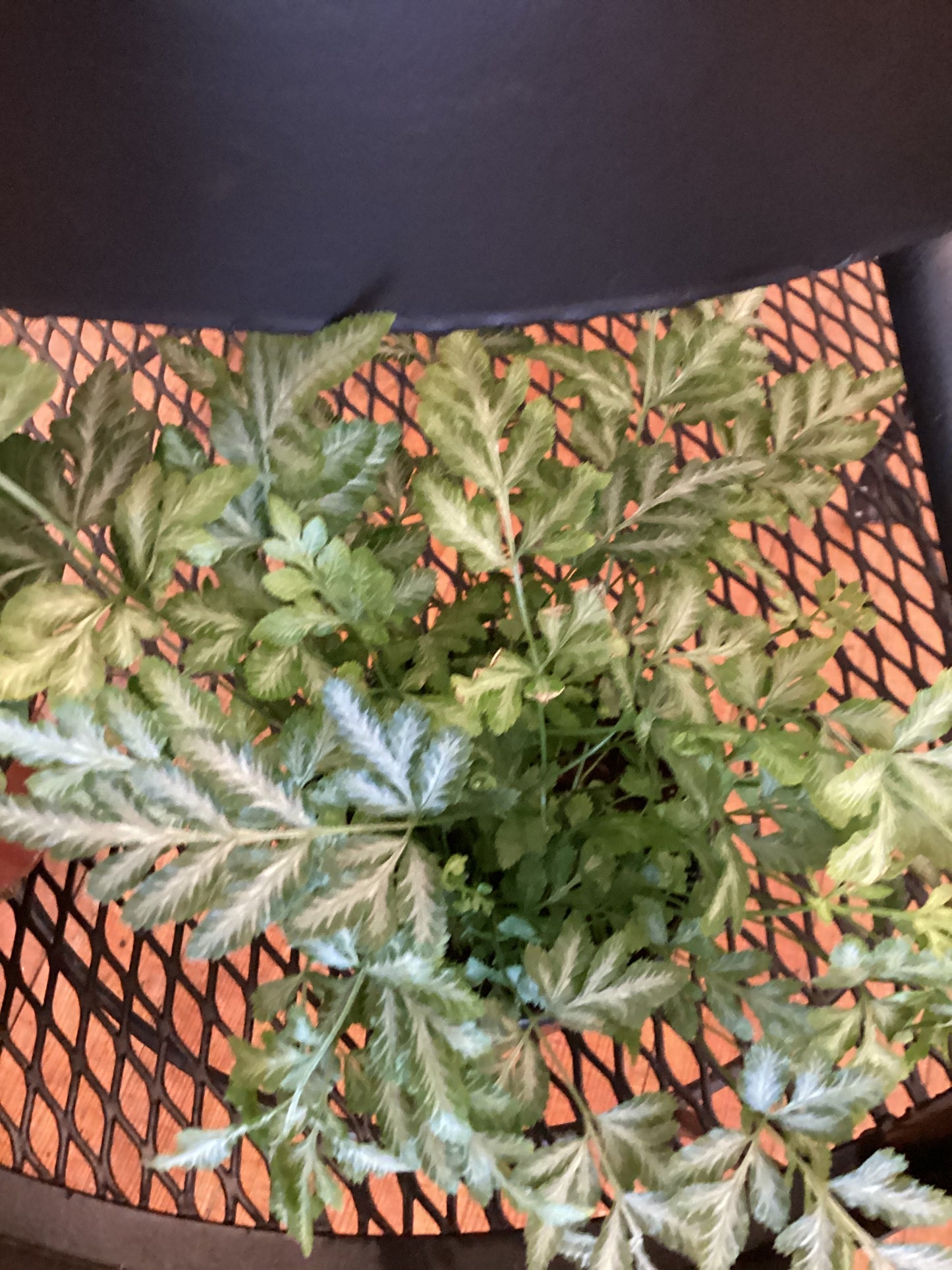 4” Fern - Silver Lace