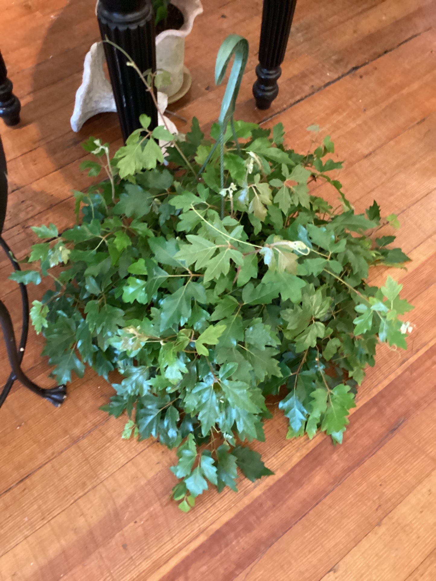 8” Cissus Ivy