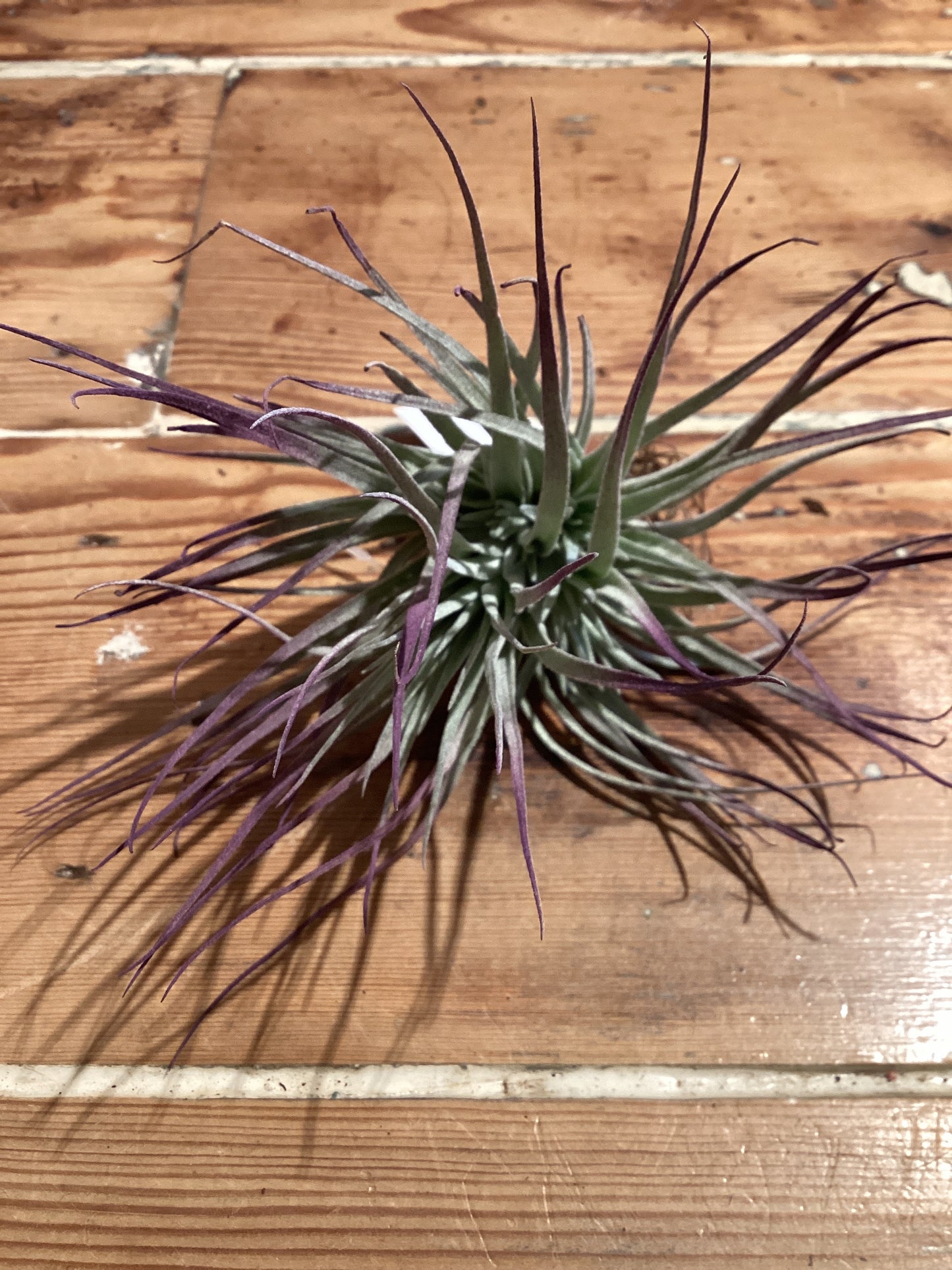Houston Purple - 5-6”