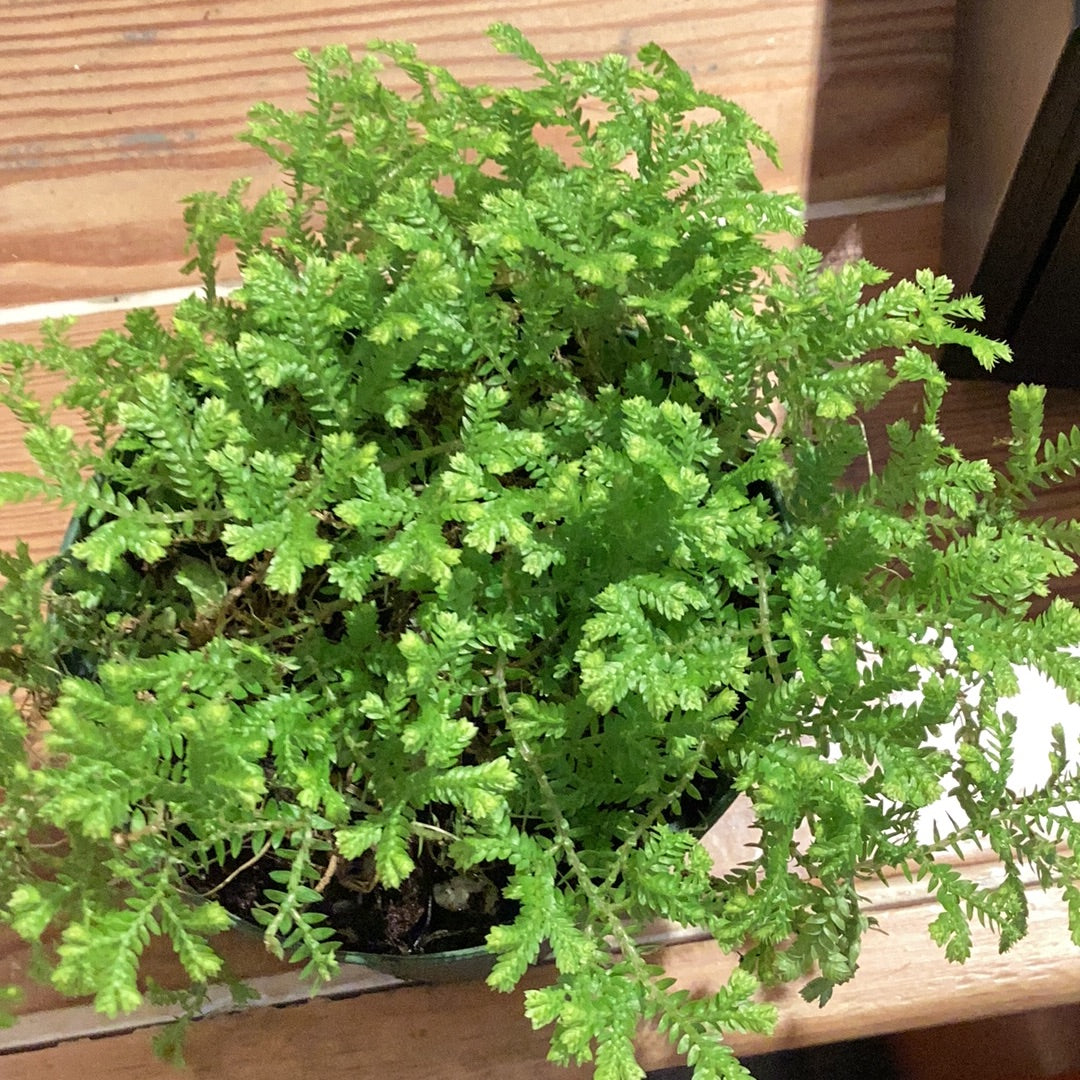 4” Selliginella