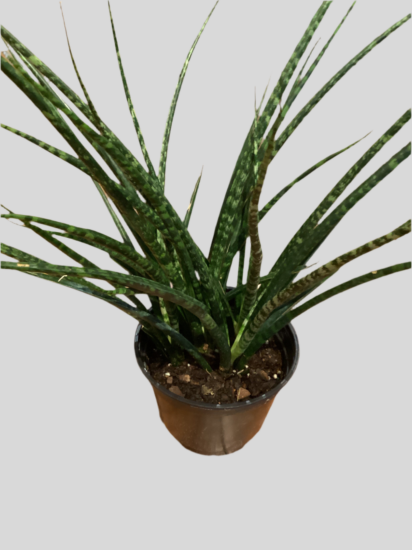 6” Fernwood Sanseveria