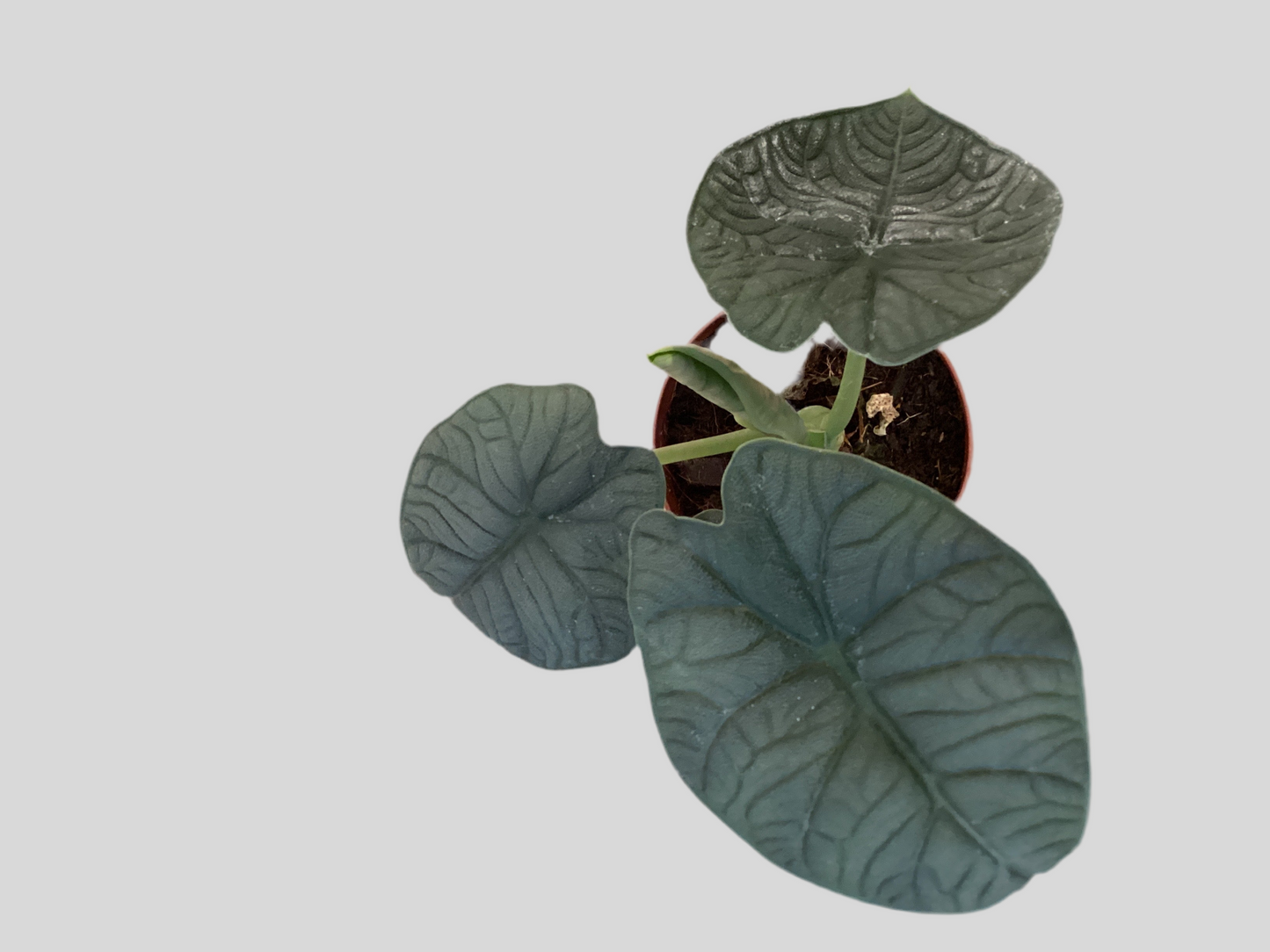 4” Alocasia Melo