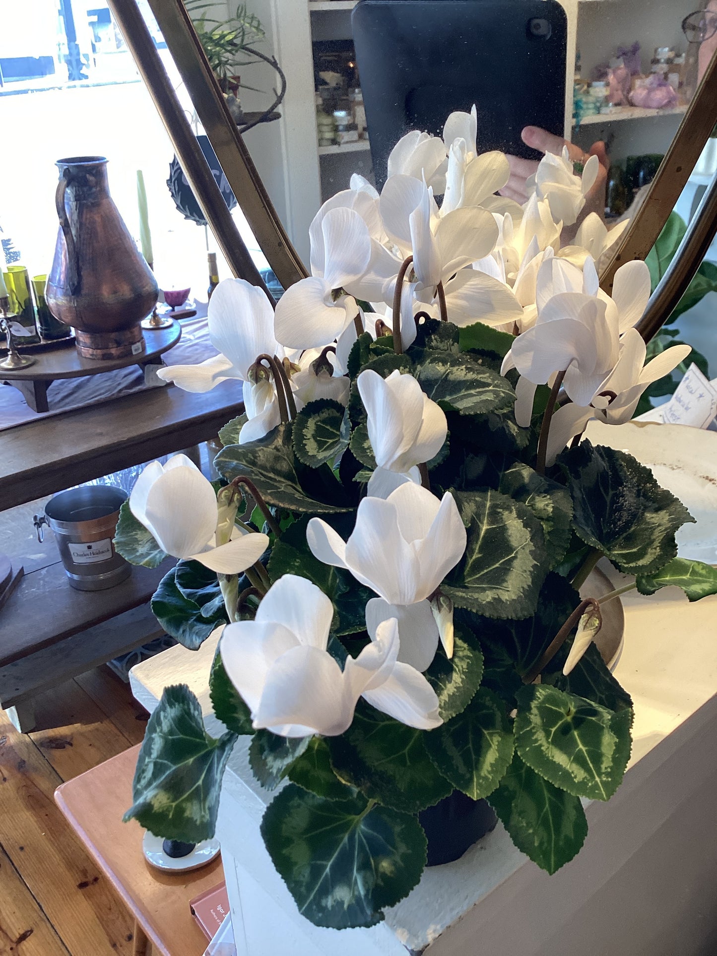 4.5” Cyclamen