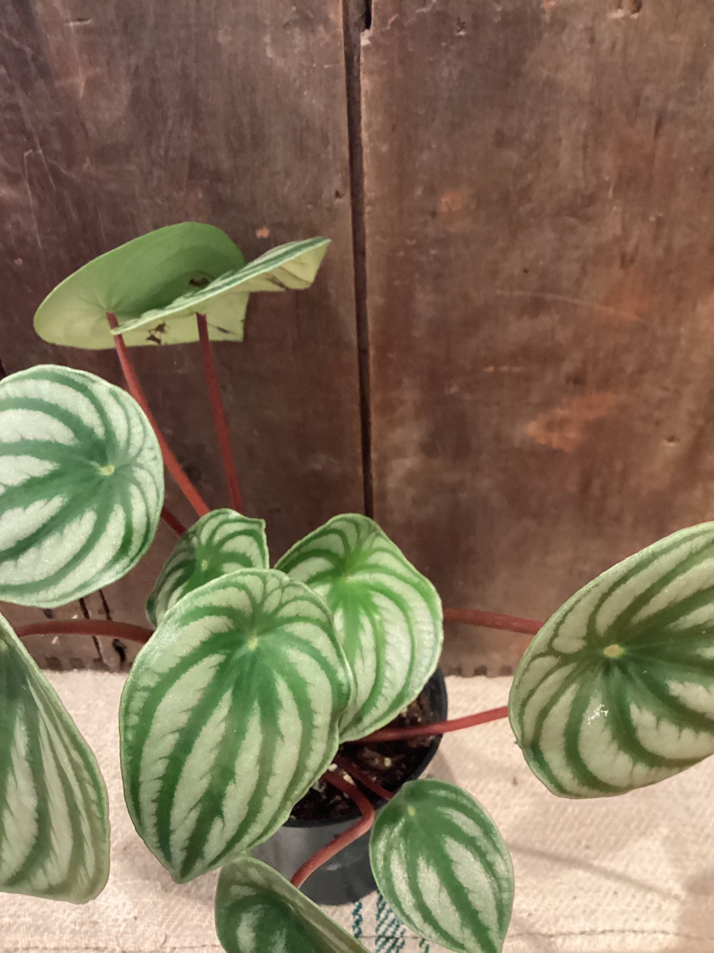 4: Peperomia Watermelon