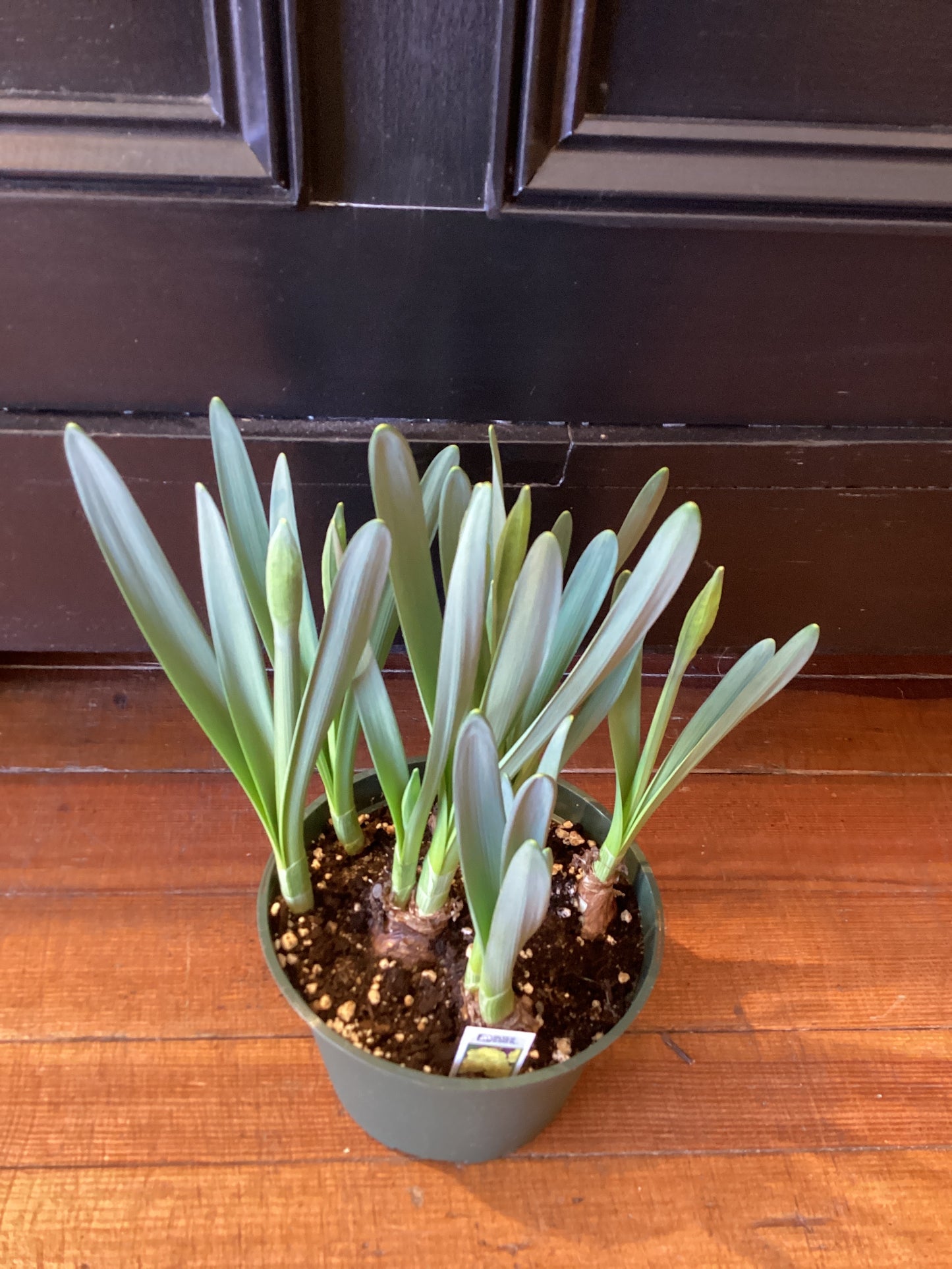 6” Daffodil