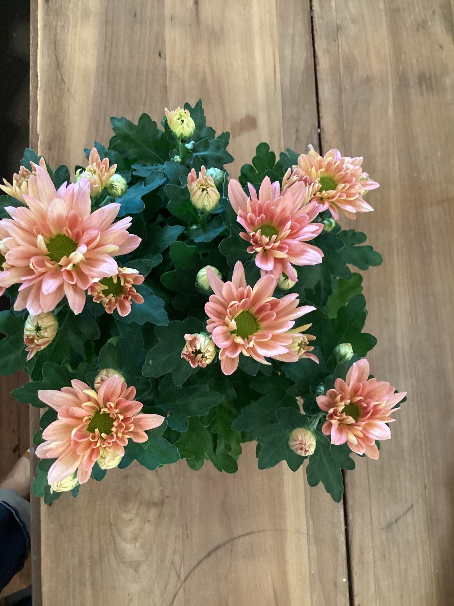 4.5" MUM