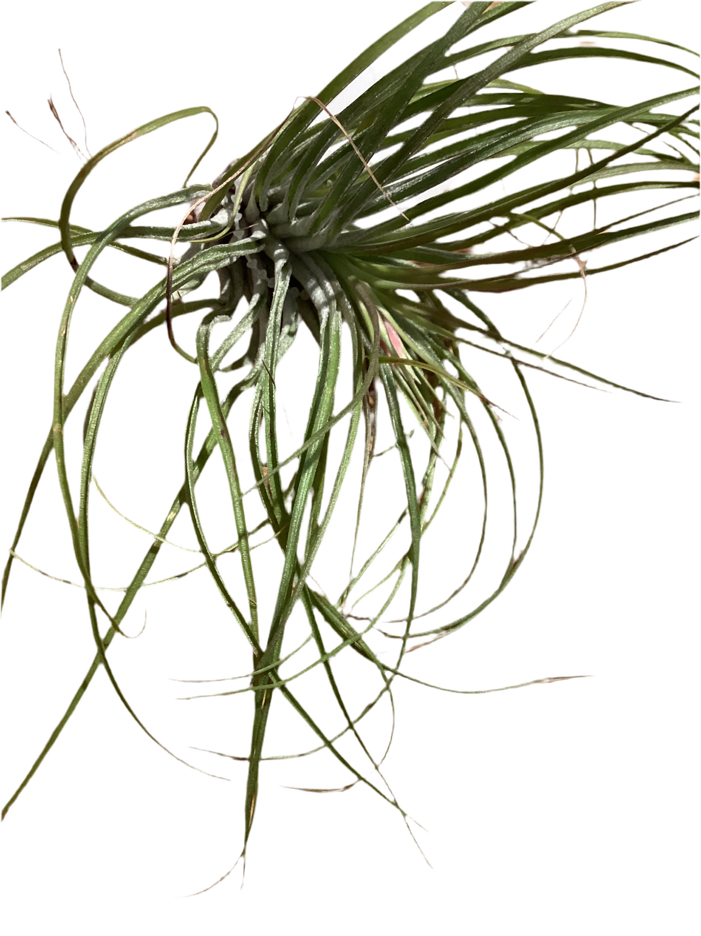 Stricta Lt. Green