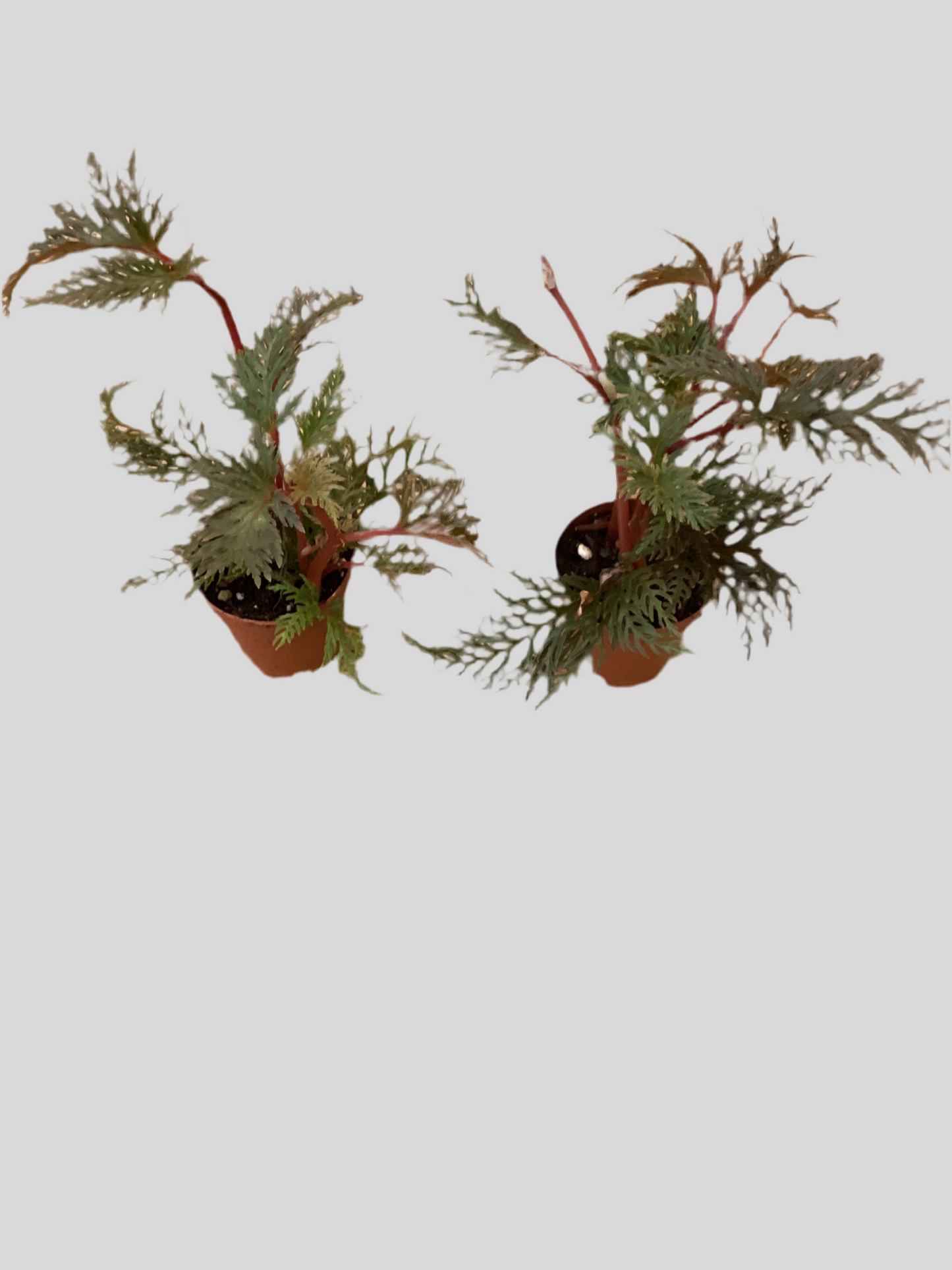 2” Begonia Bipinnatifida