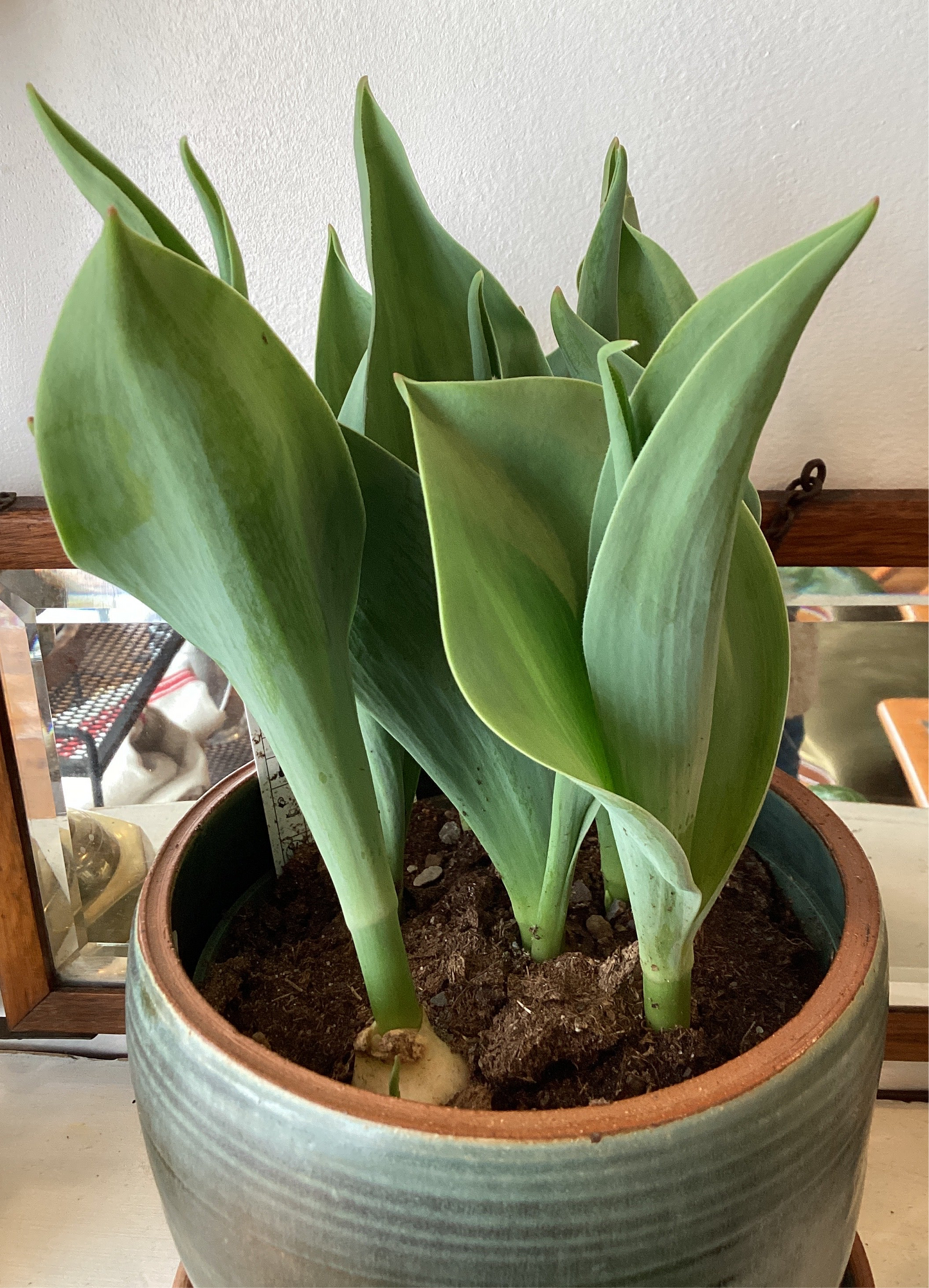 6” Tulip