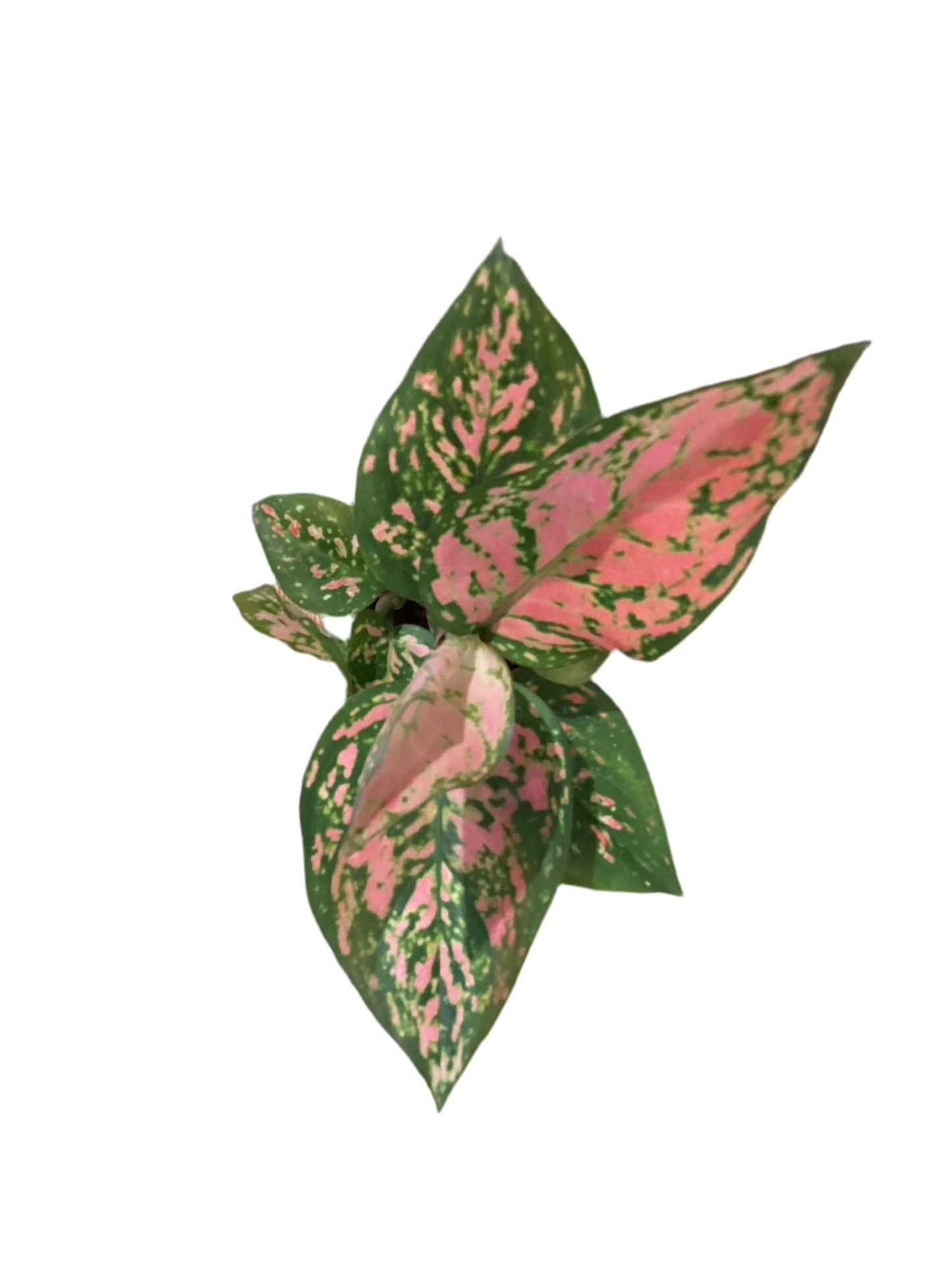 2.5” Aglaonema