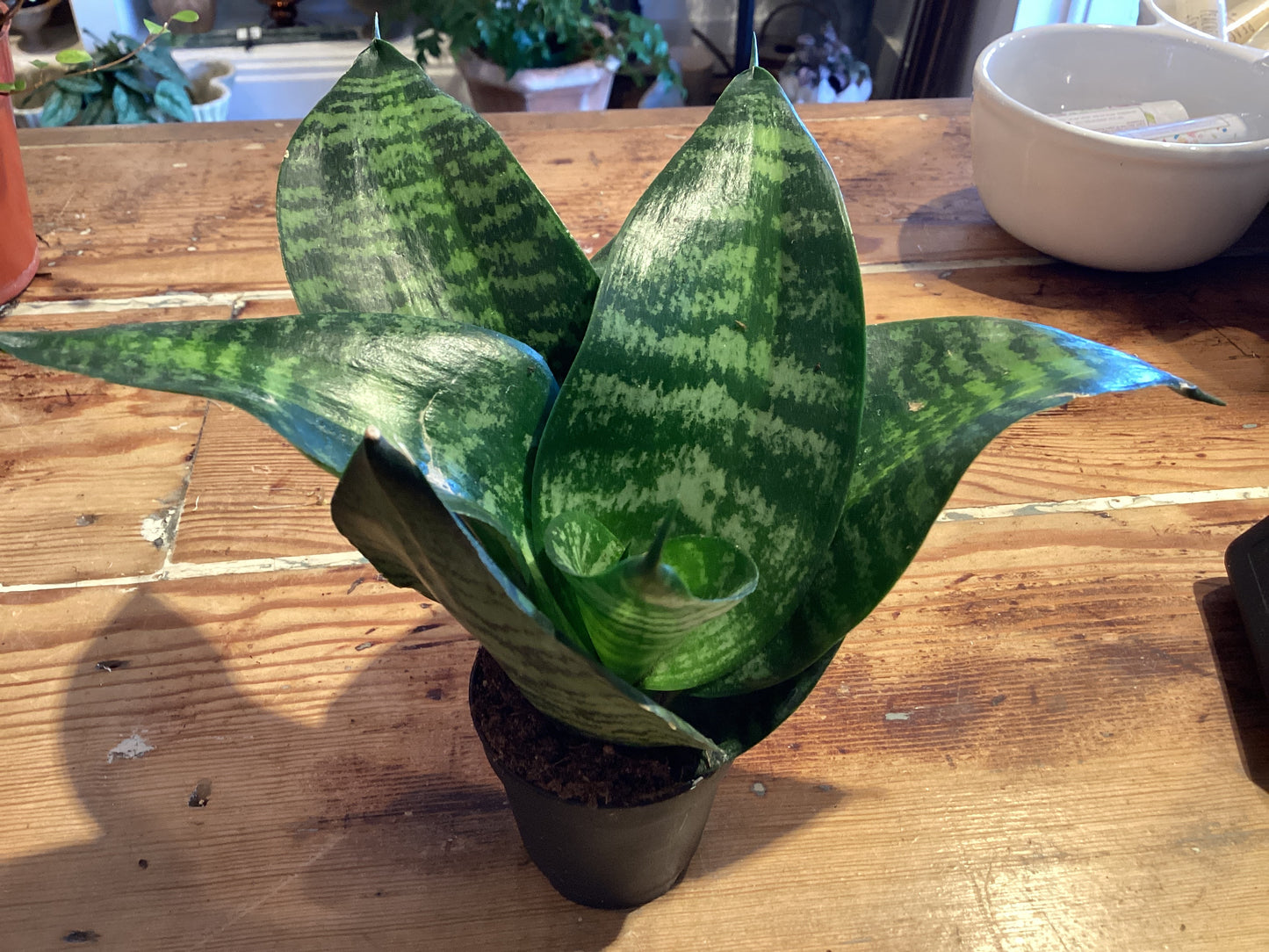 2” Sanseveria Bird Nest