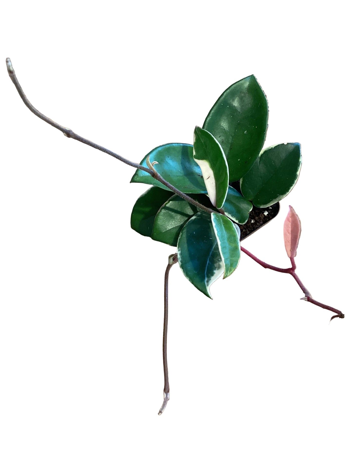 3” Hoya