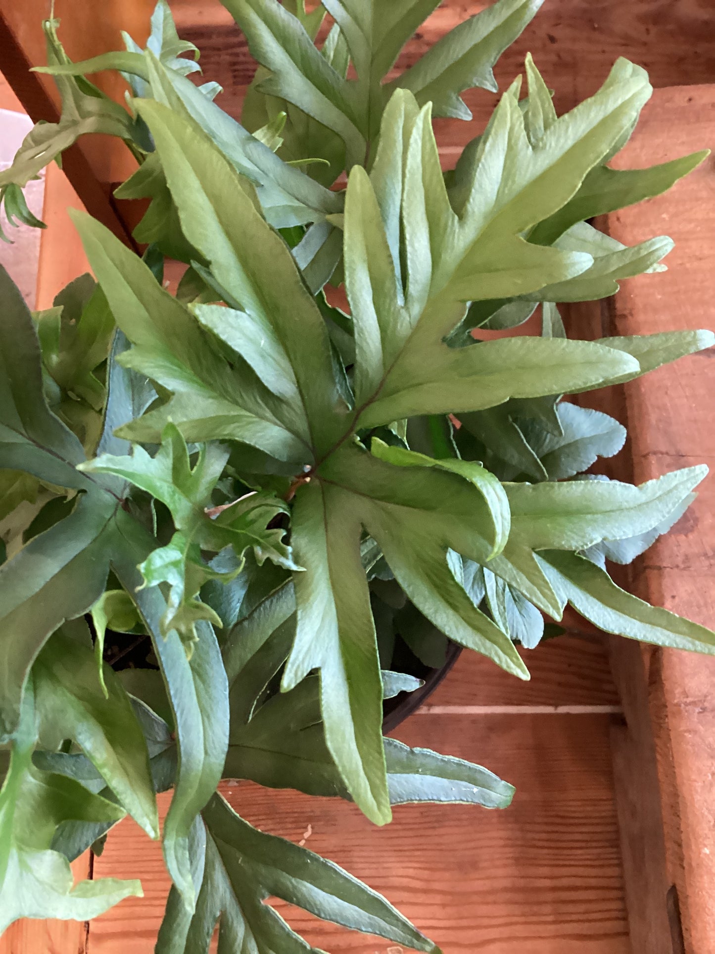 6” Hand Fern