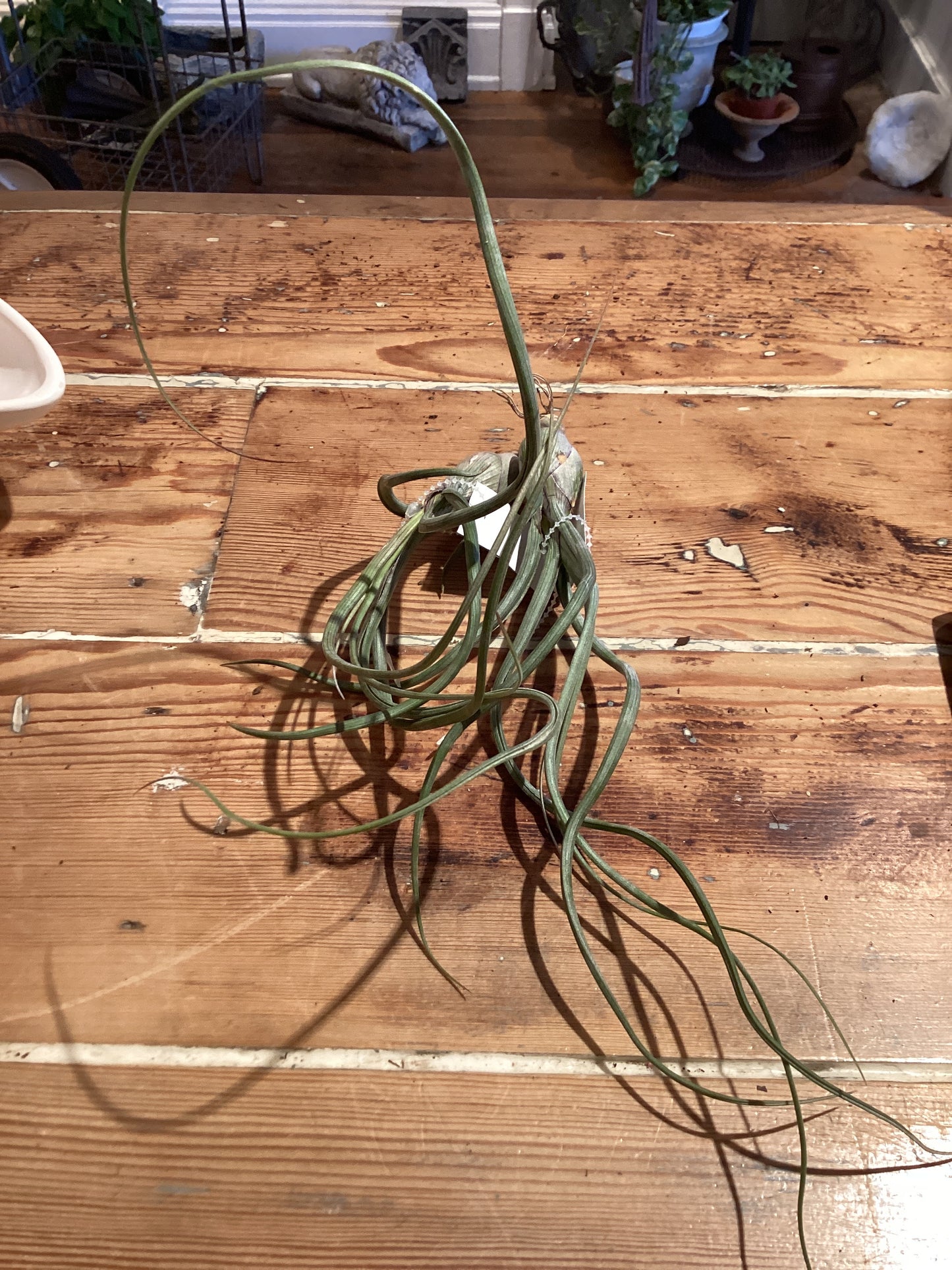 Bailey Air Plant
