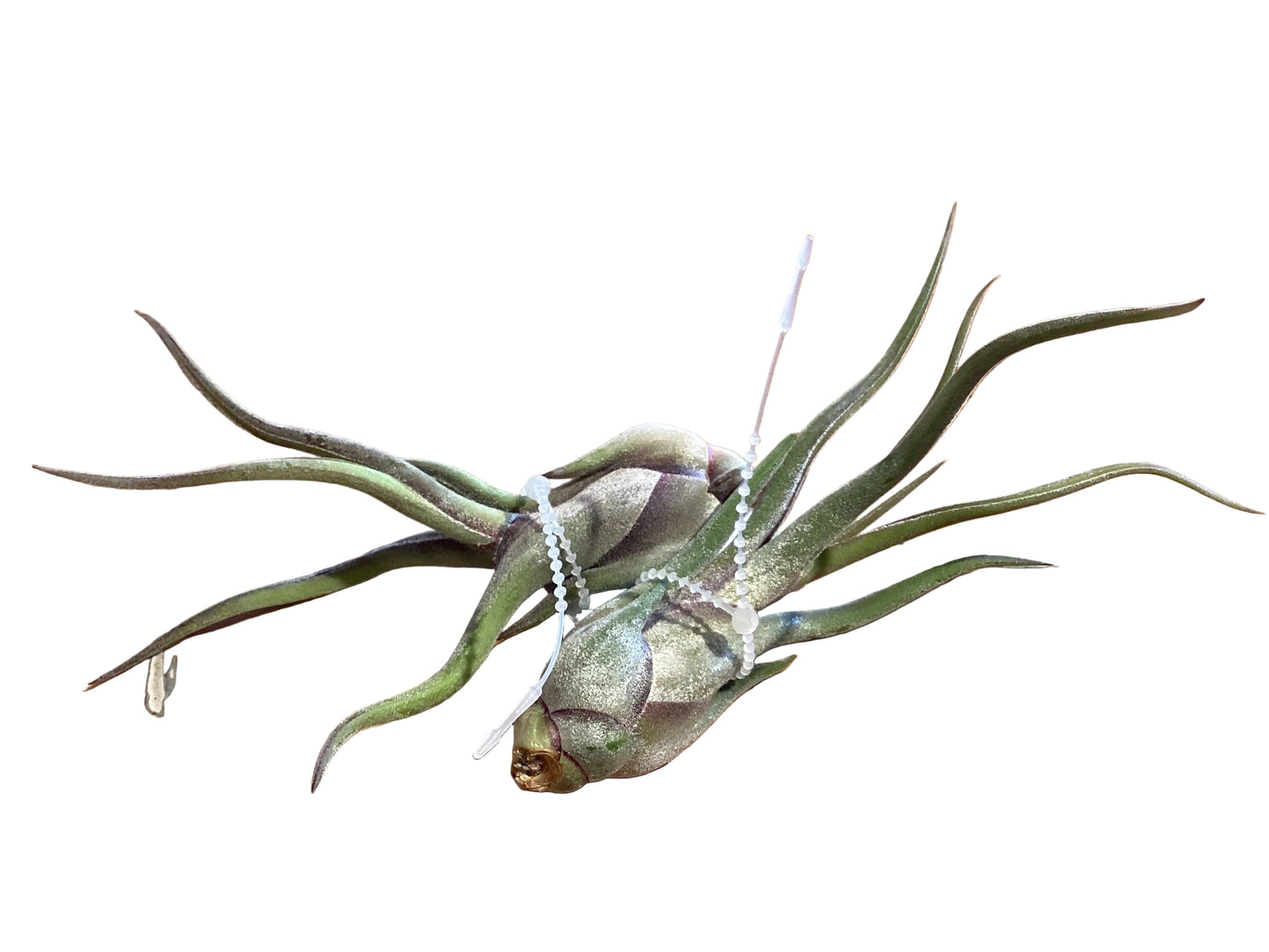 Tillandsia - Medusa