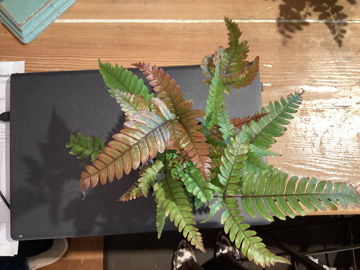 4” Tri-Color Fern