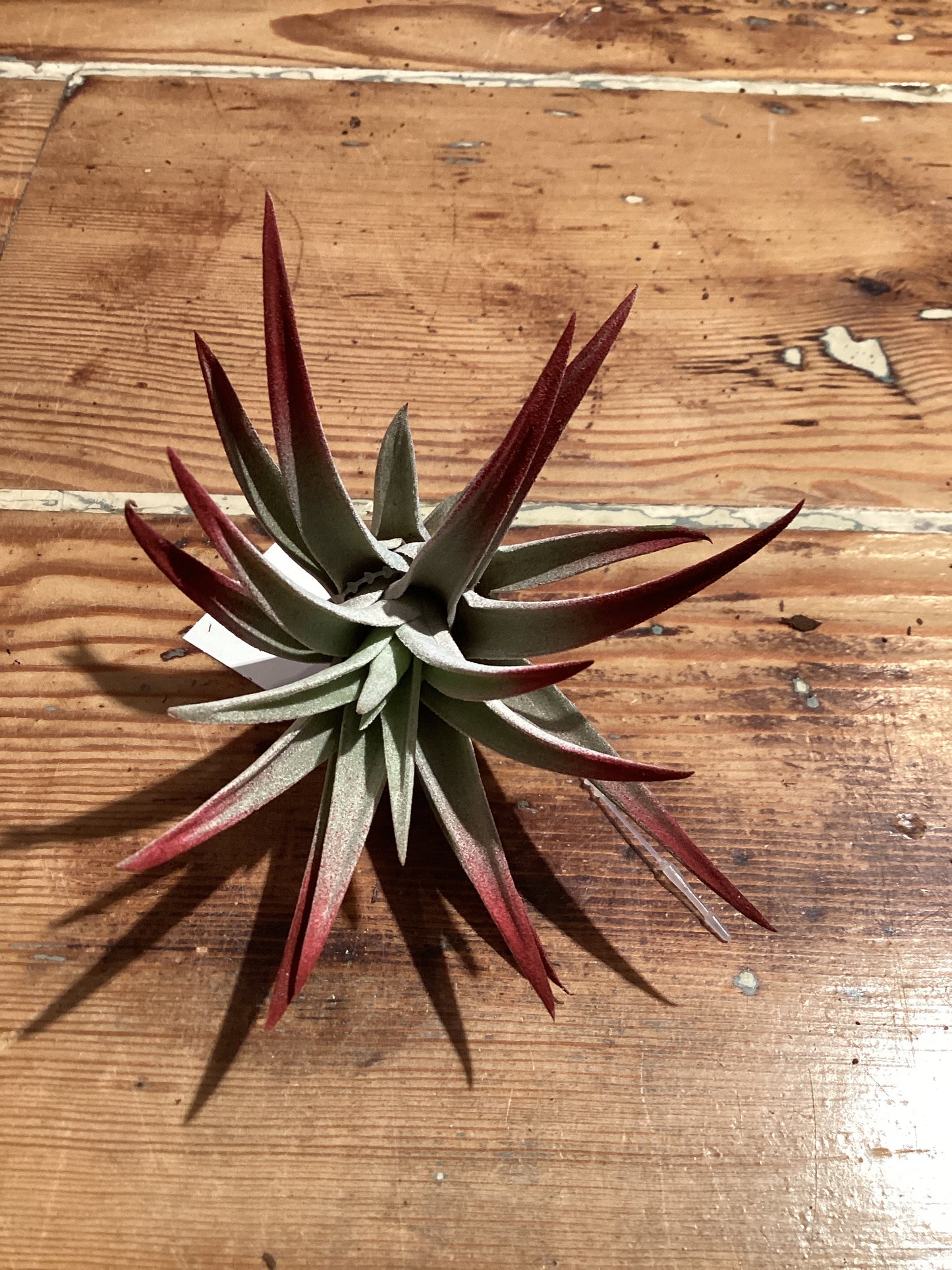 Harrissi Burgundy