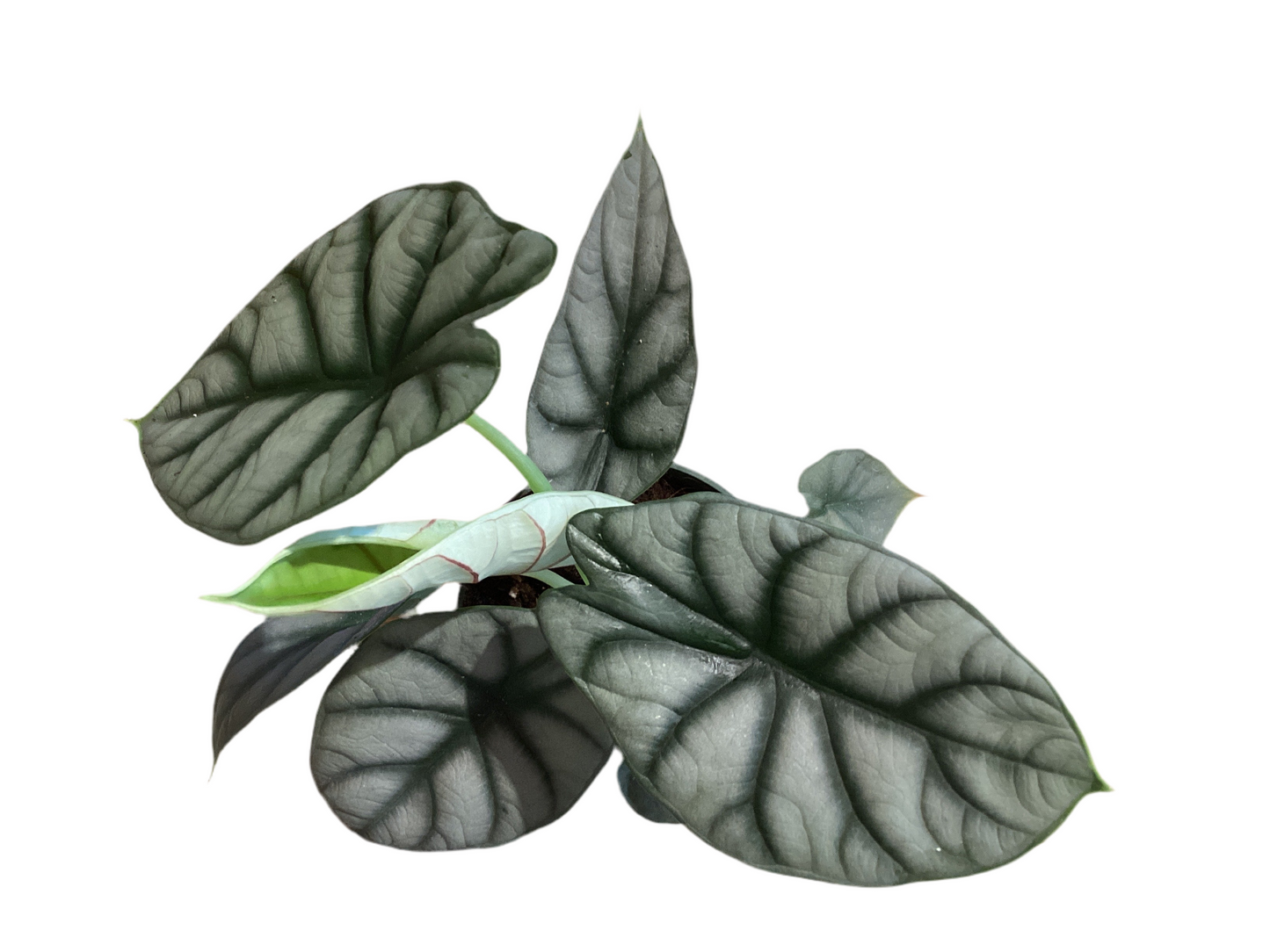 4” Alocasia Silver Dragon