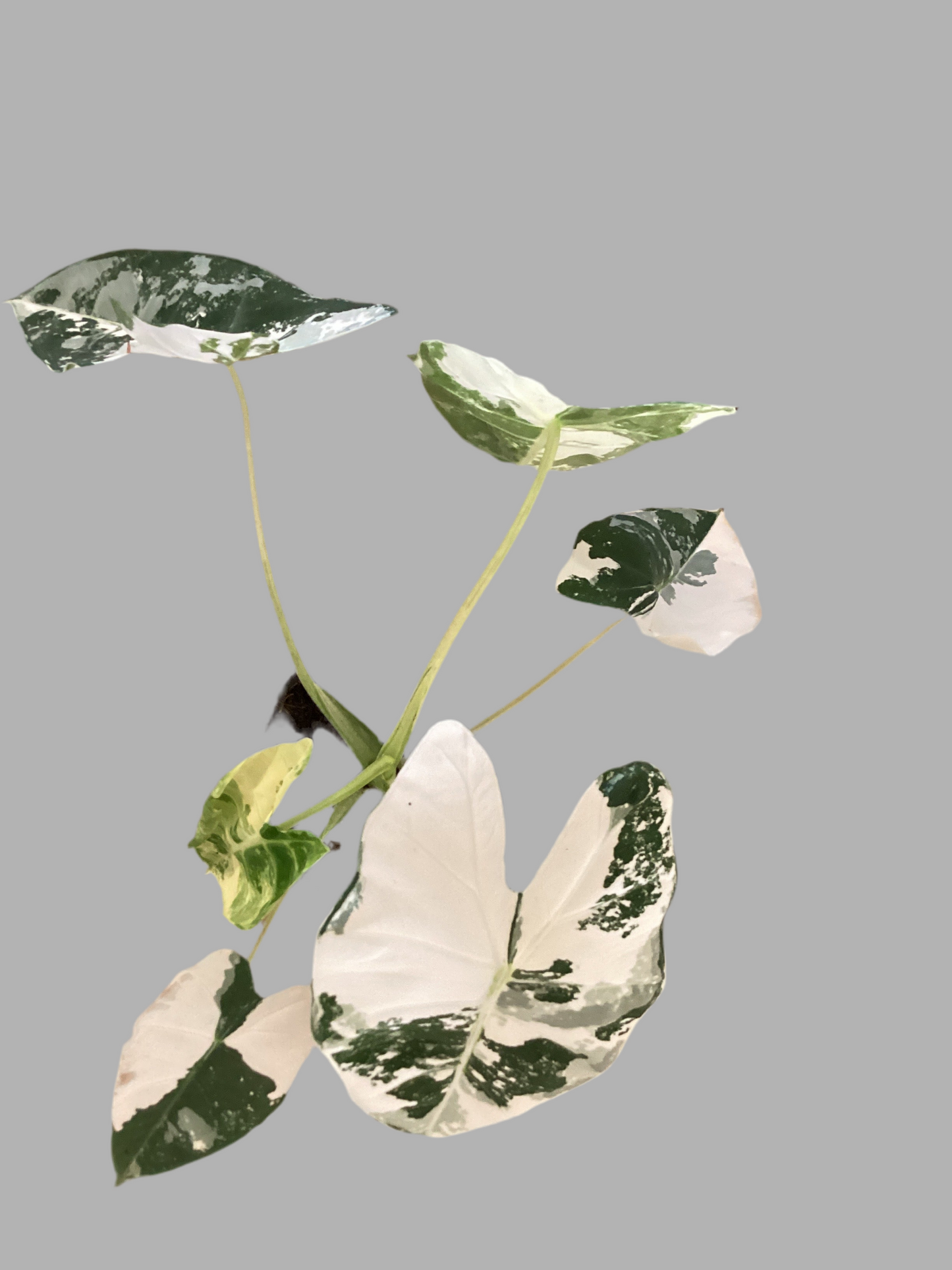 4” Calathea Burle Marx