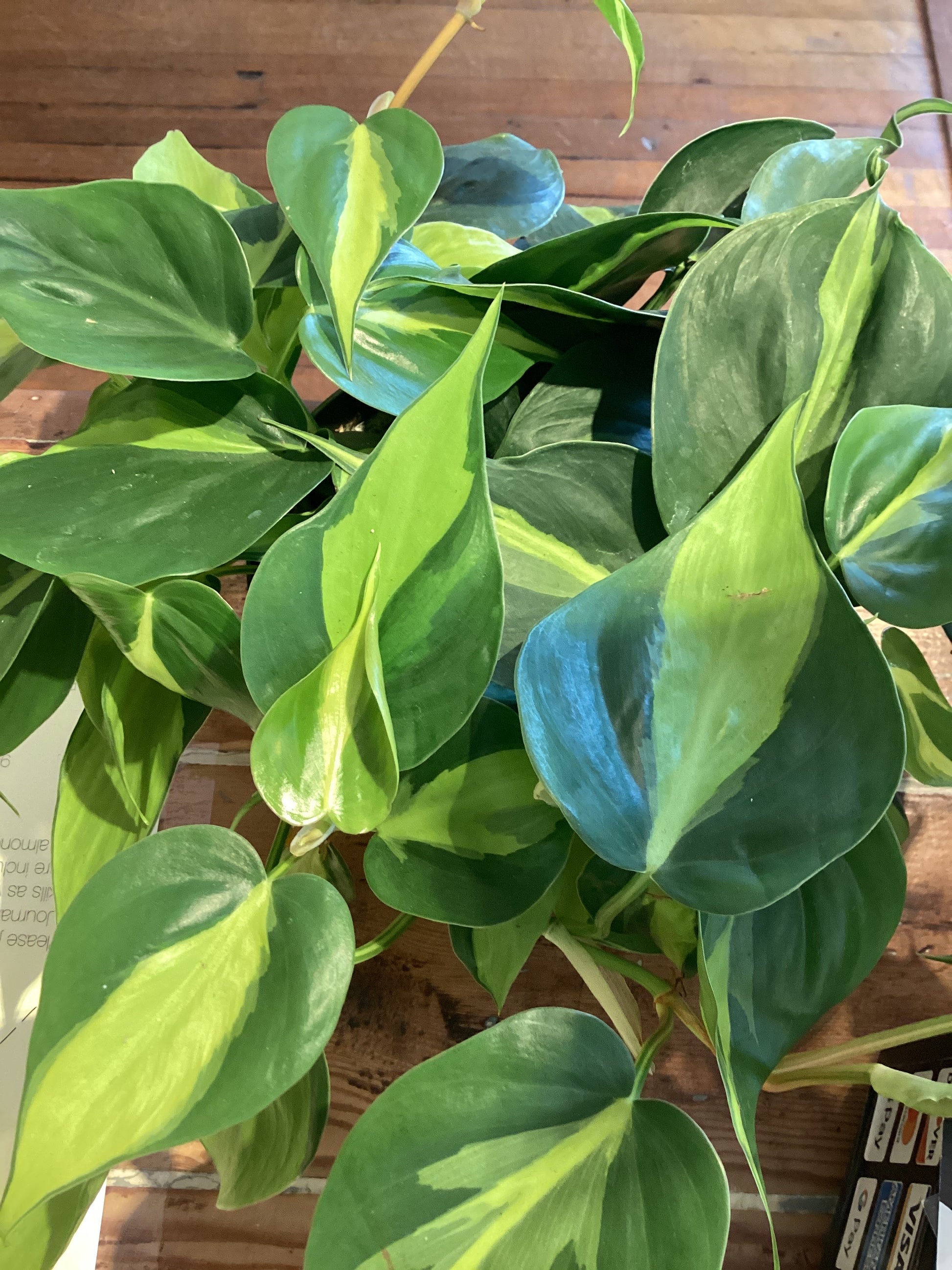 philodendron brasil 6 inch 6” Philodendron Brasil – Trovato La Gioia