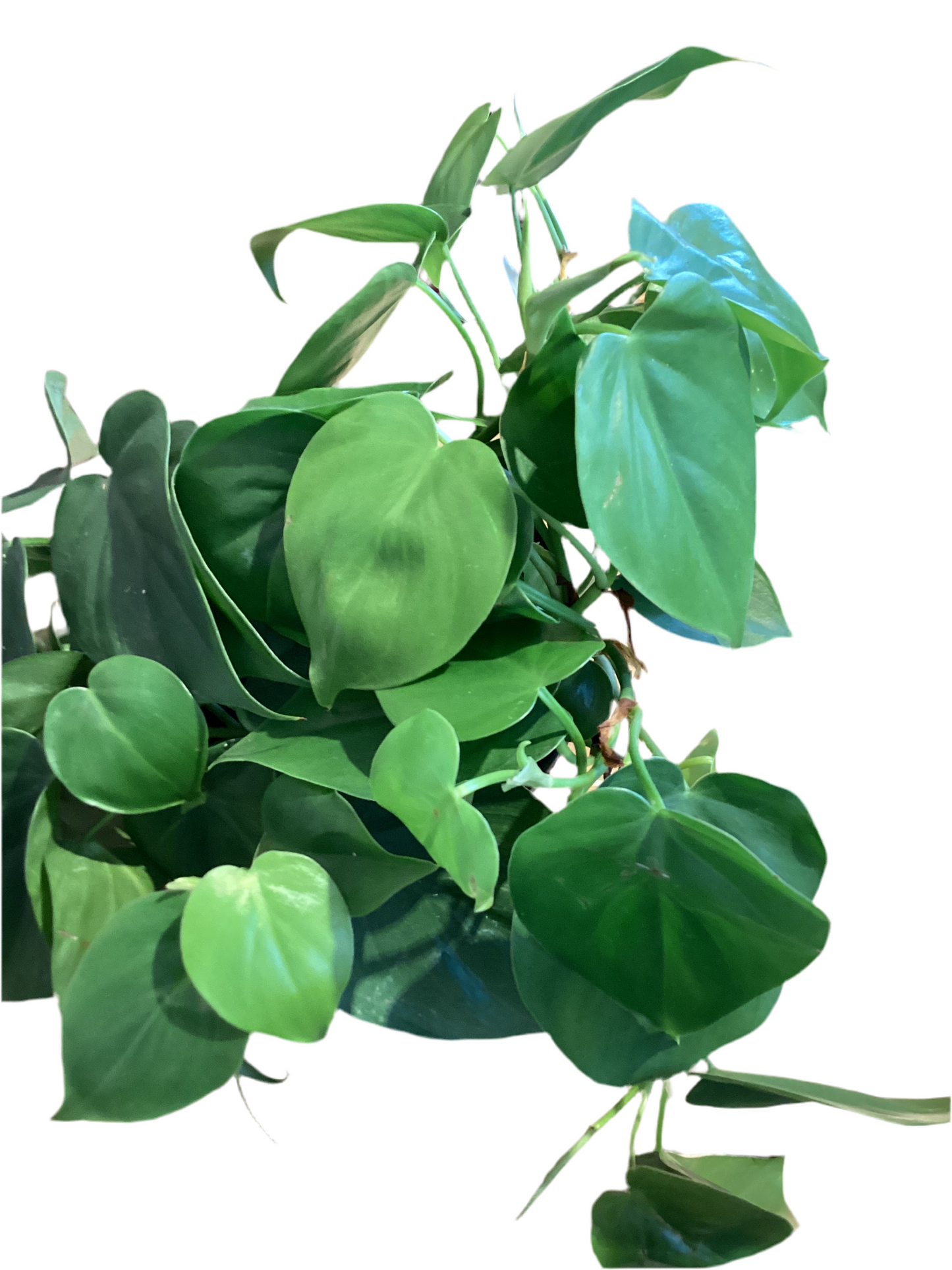6” Philodendron Cordatum