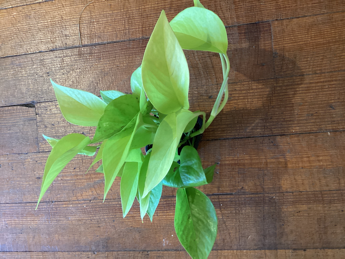3” Neon Pothos