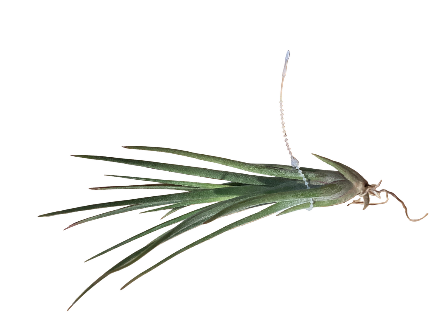 Paucifolia