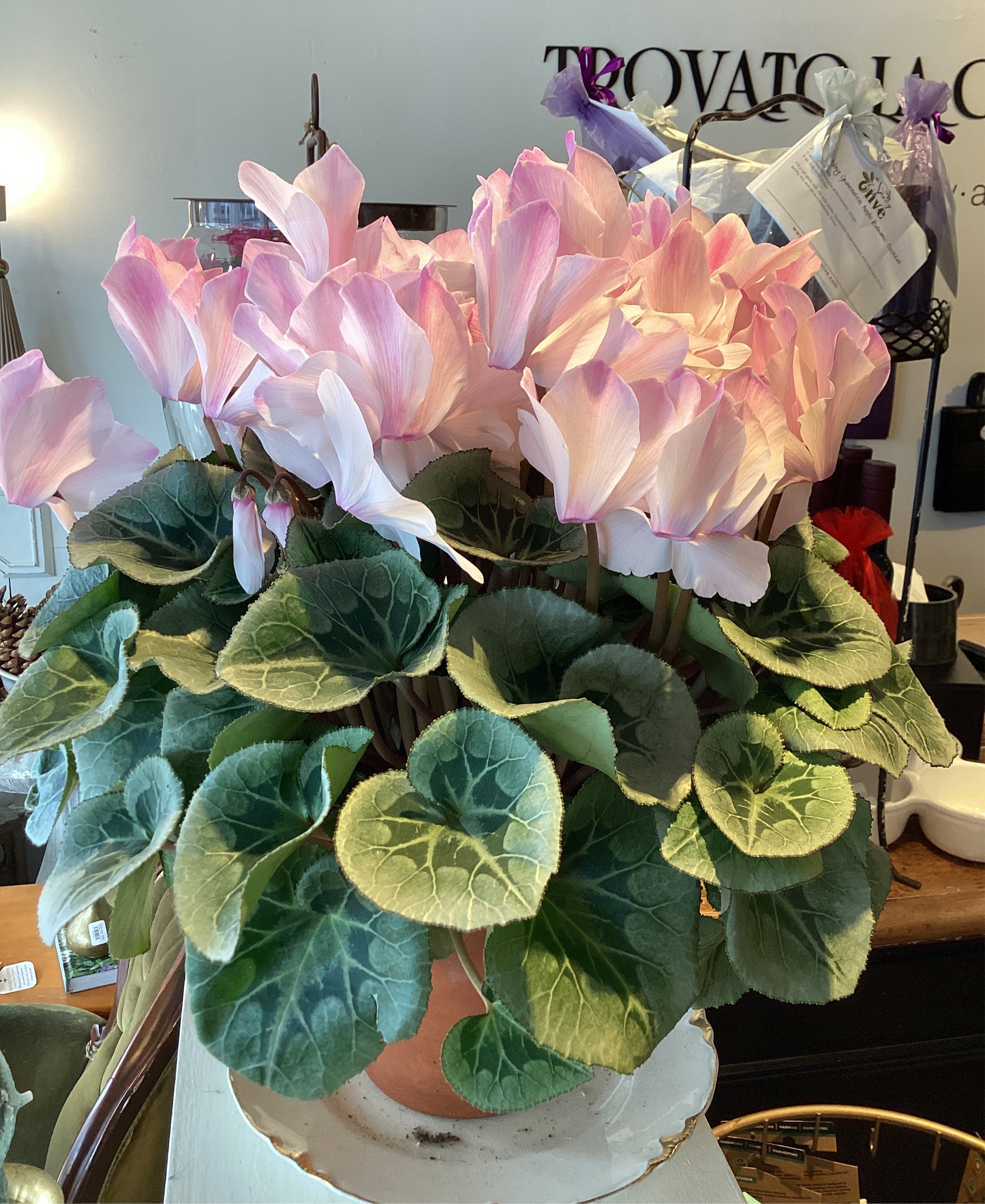 6.5” Cyclamen - Pink