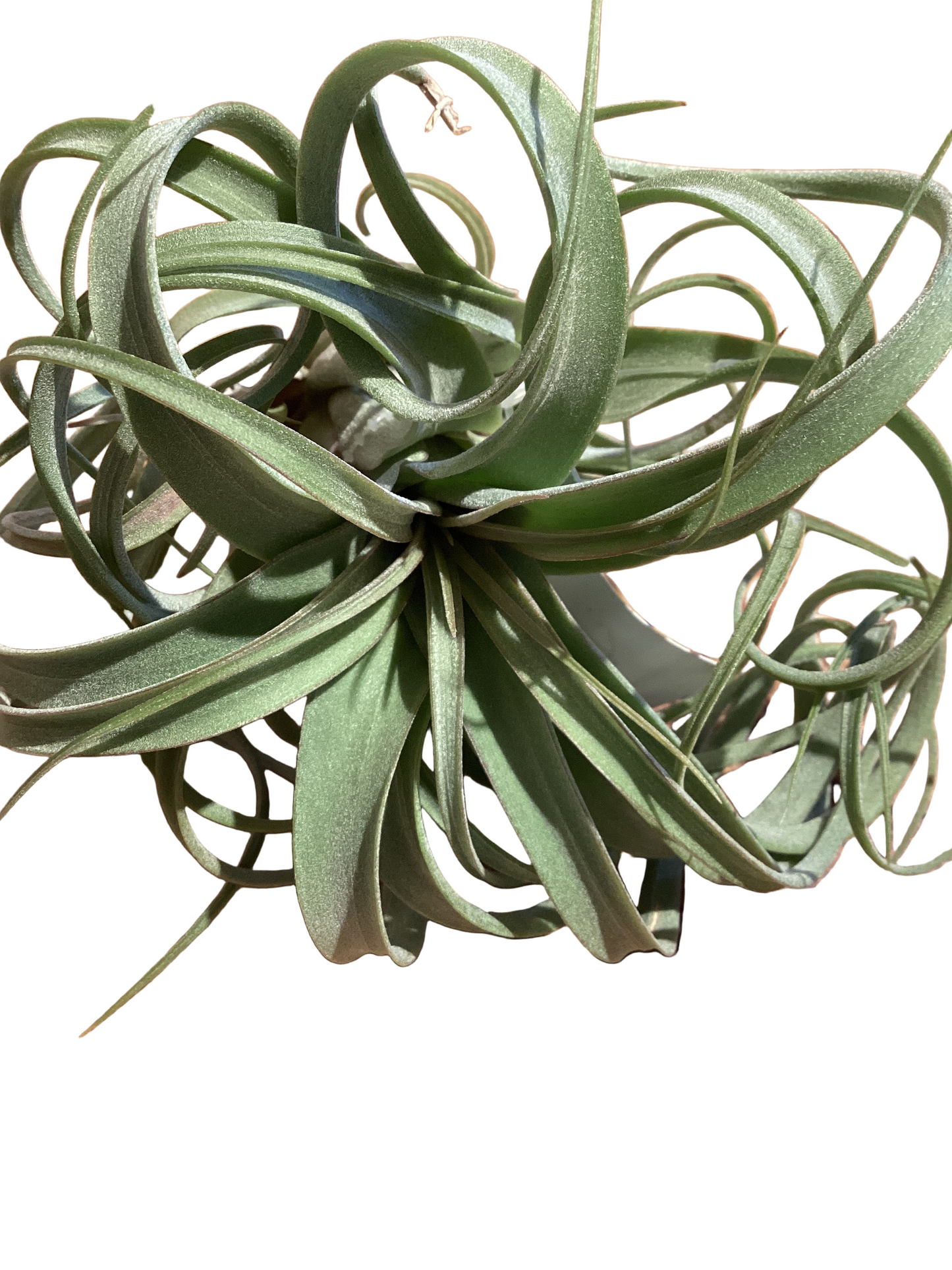 Streptophylla - 5-6”