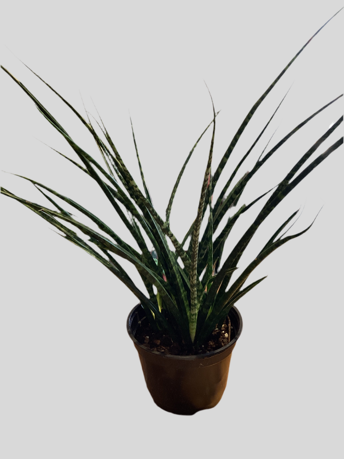 4” Fernwood