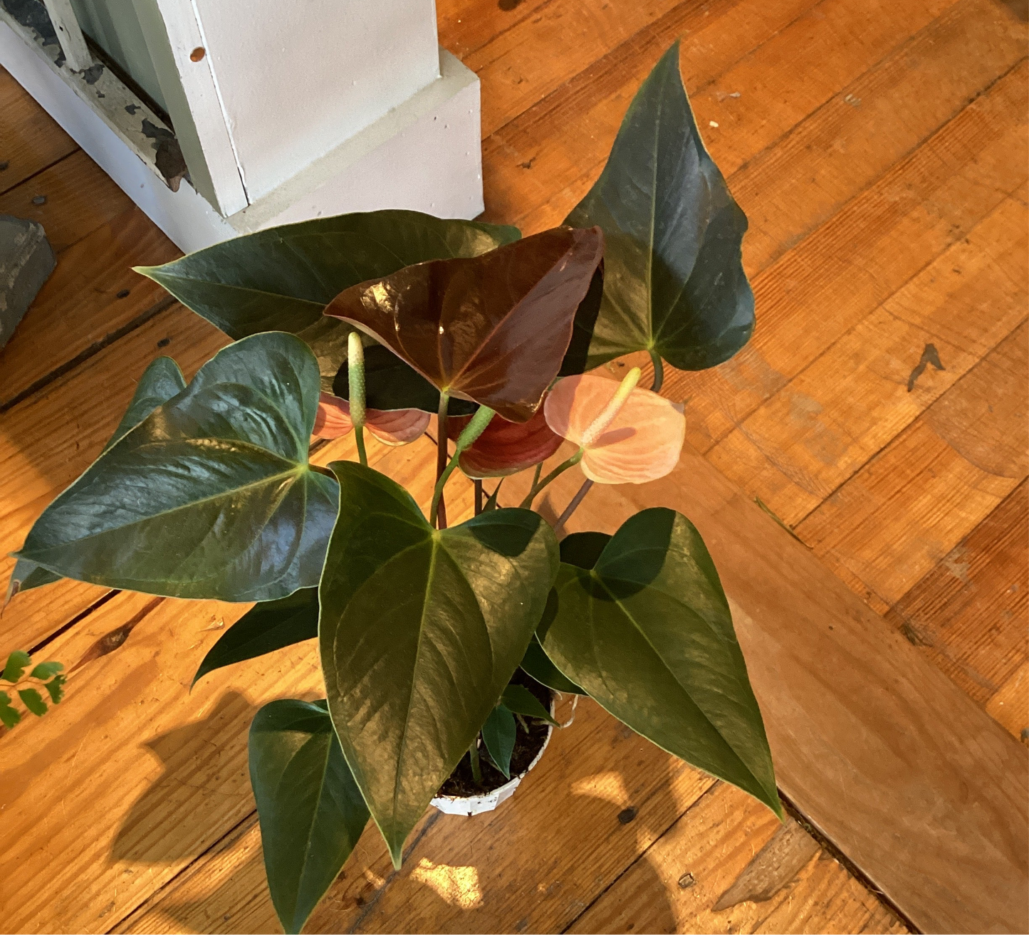 4” Anthurium