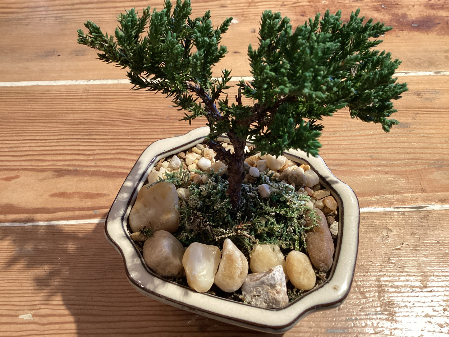 4” Bonsai Ceramic Dish - Juniper