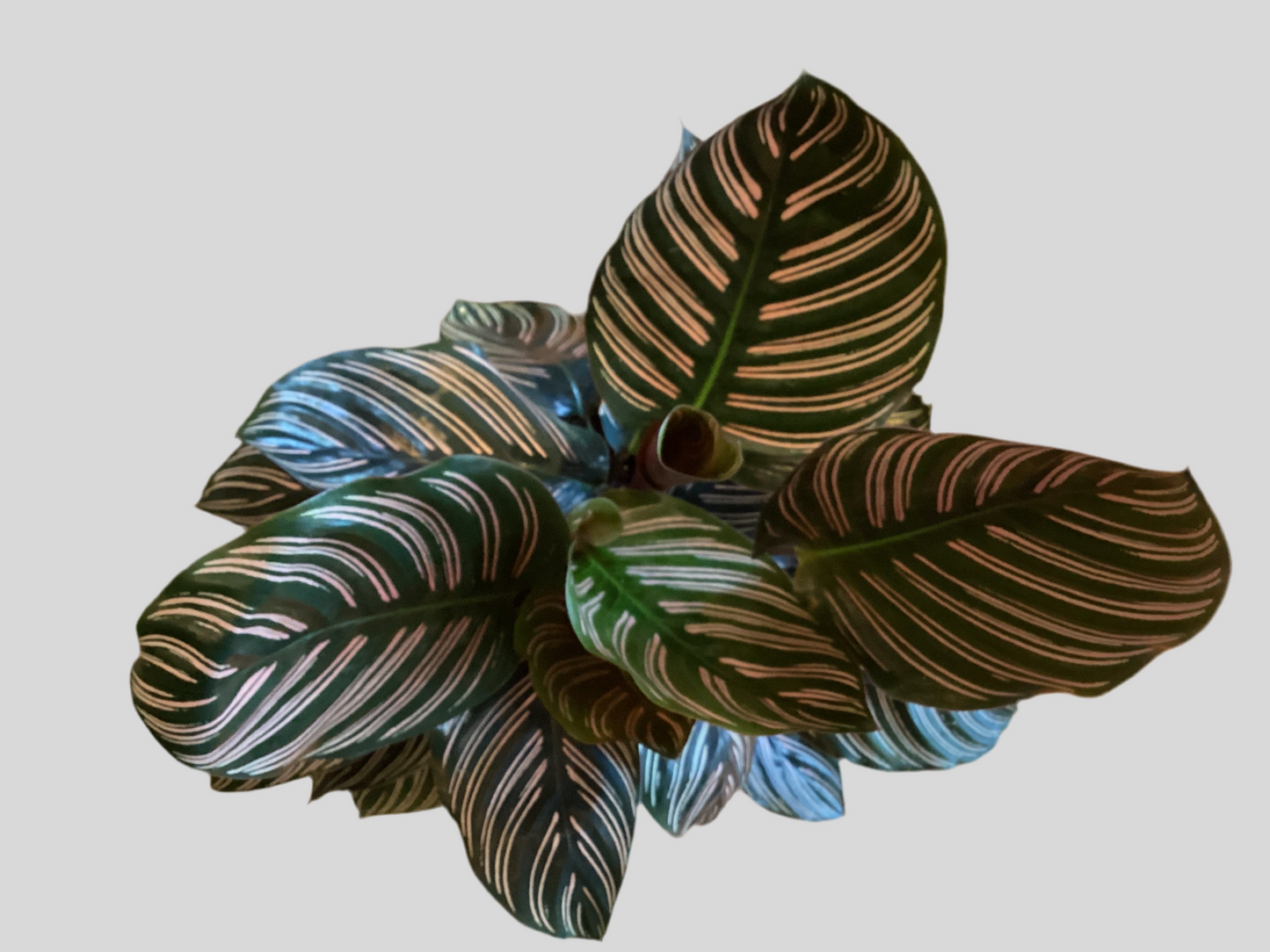 6” Pinstripe -Calathea