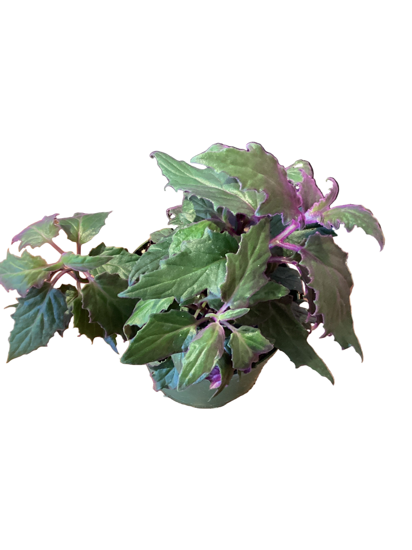 6” Purple Passion